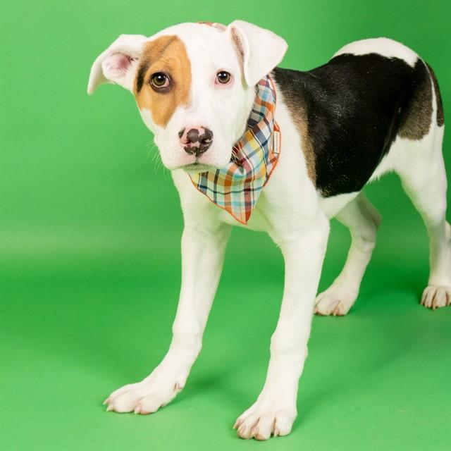 Enlarge DOMINO, a Adoptable mixed breed in Saint Louis, MO image 1/1