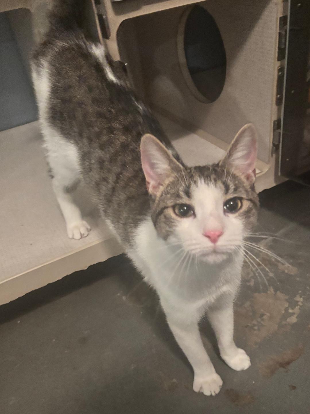 Clover, Adoptable, Young Male Tabby.