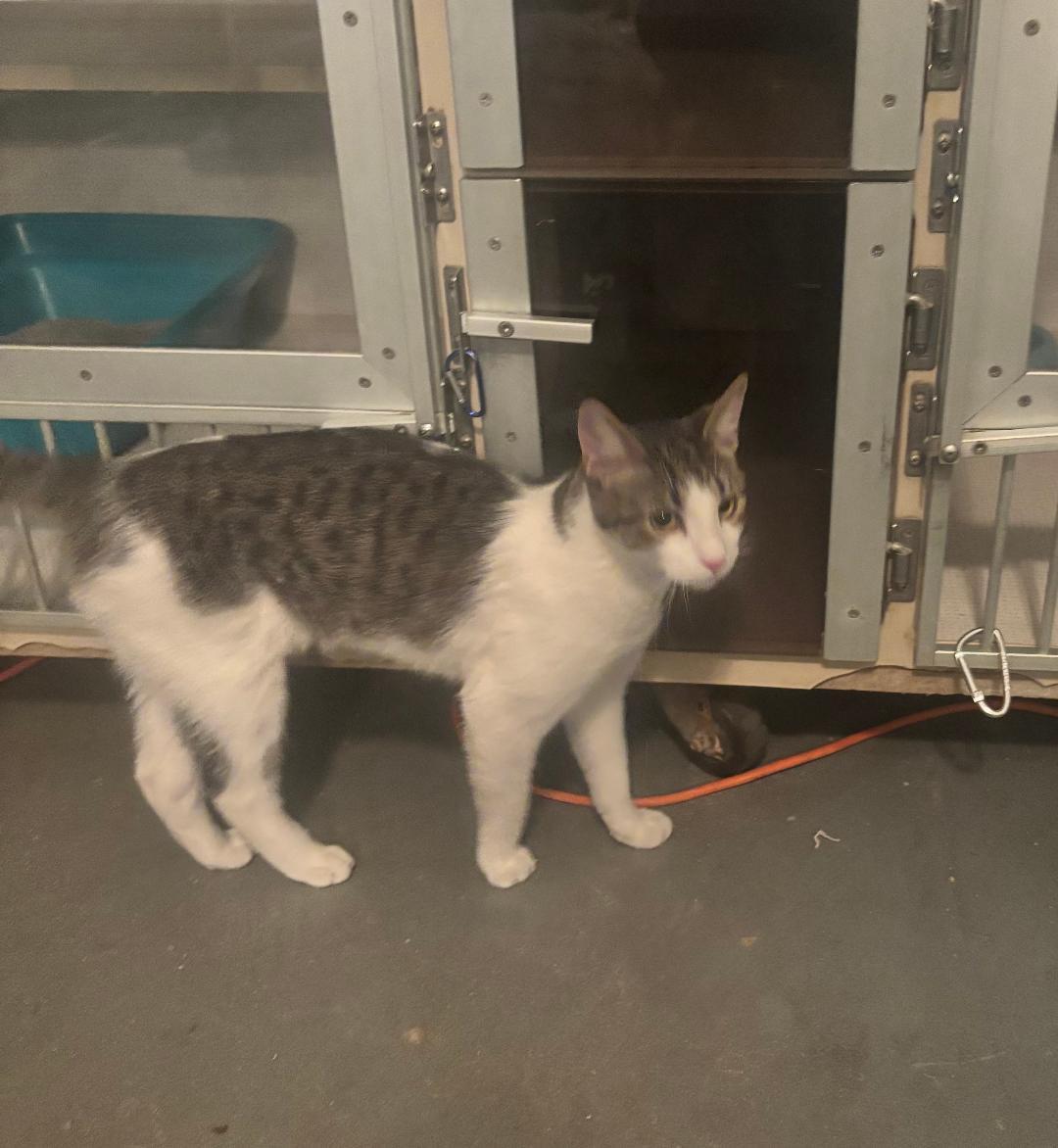 Clover, Adoptable, Kitten Male Tabby.