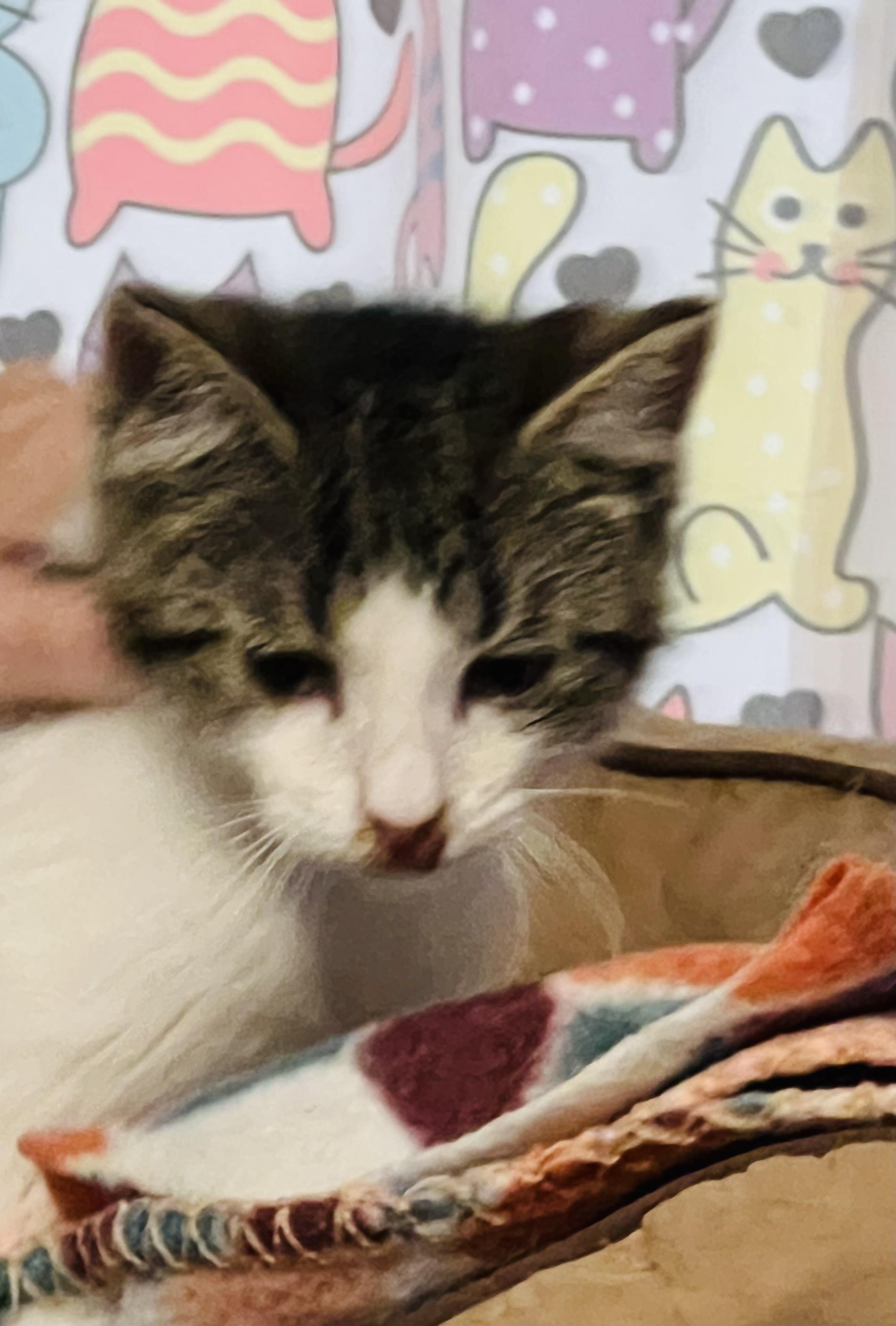 Enlarge Clover, a Adoptable Tabby in Granite City, IL image 1/3