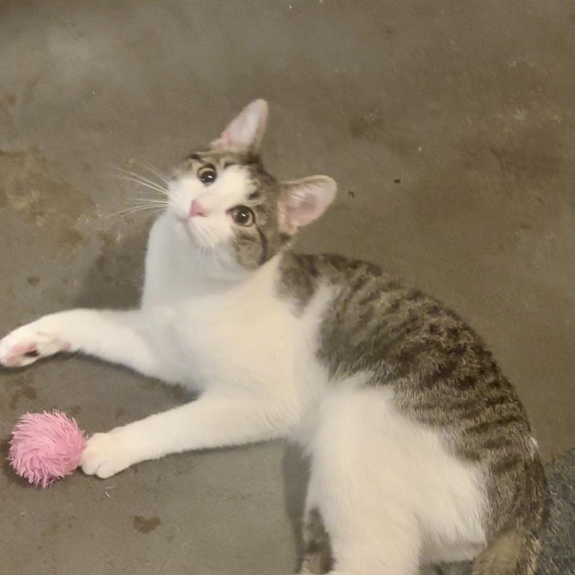 Enlarge Clover, a Adoptable Tabby in Granite City, IL image 1/4