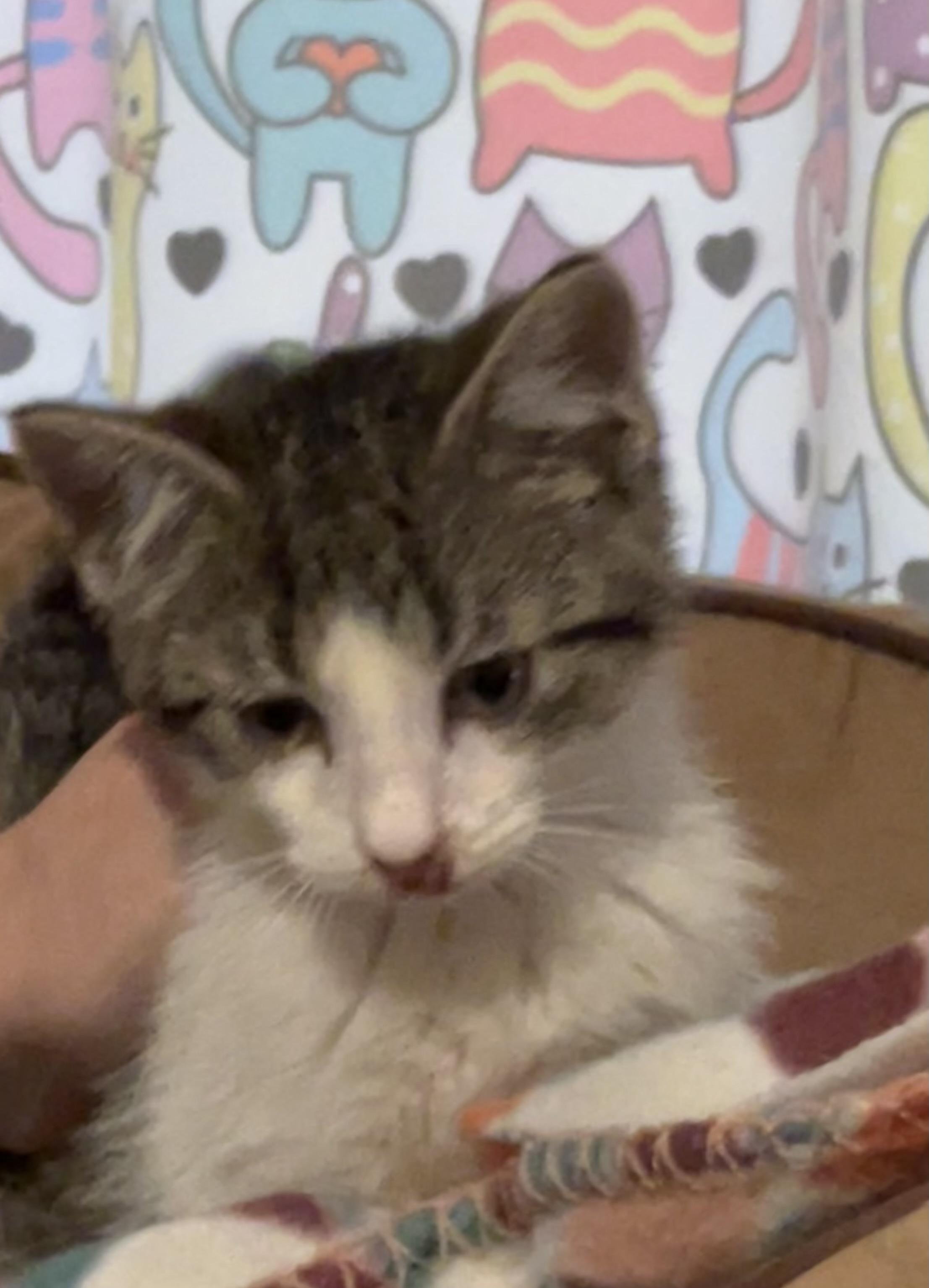 Enlarge Clover, a Adoptable Tabby in Granite City, IL image 2/3