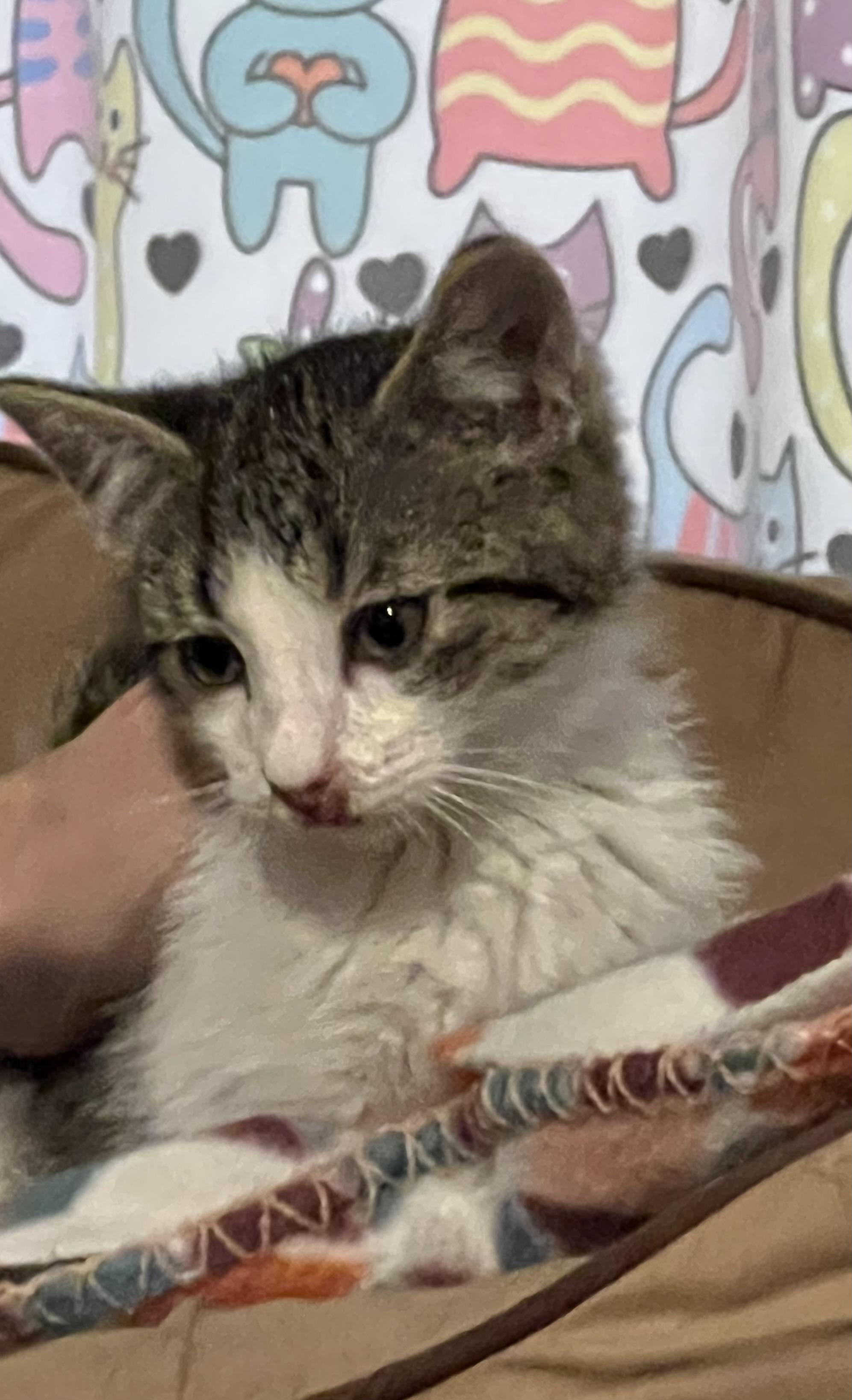 Enlarge Clover, a Adoptable Tabby in Granite City, IL image 3/3