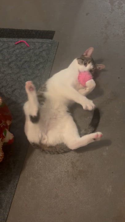 Enlarge Clover, a Adoptable Tabby in Granite City, IL video 4/4