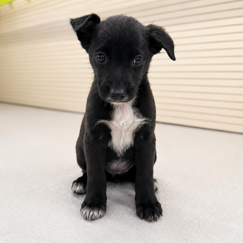 Enlarge IVY, a Adoptable Terrier in La Grange, KY image 1/3