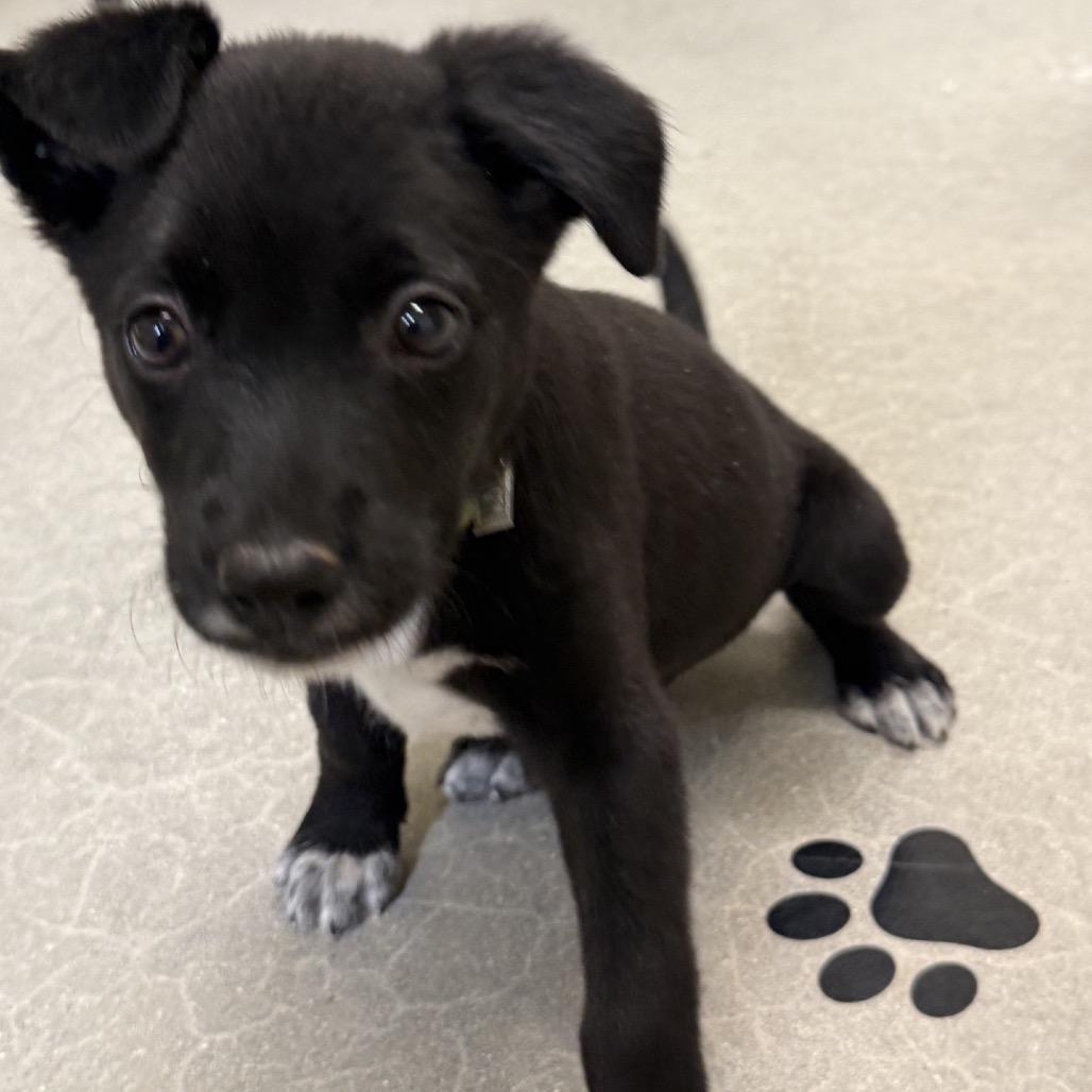 Enlarge IVY, a Adoptable Terrier in La Grange, KY image 2/3