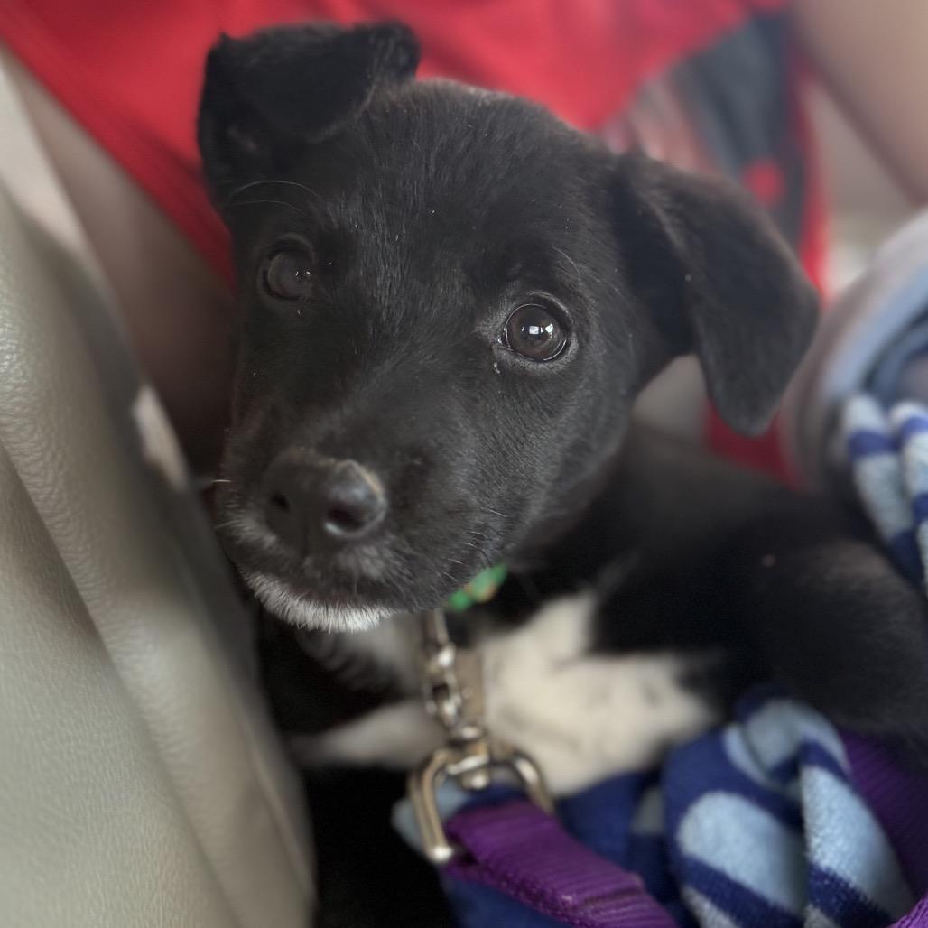 Enlarge IVY, a Adoptable Terrier in La Grange, KY image 3/3