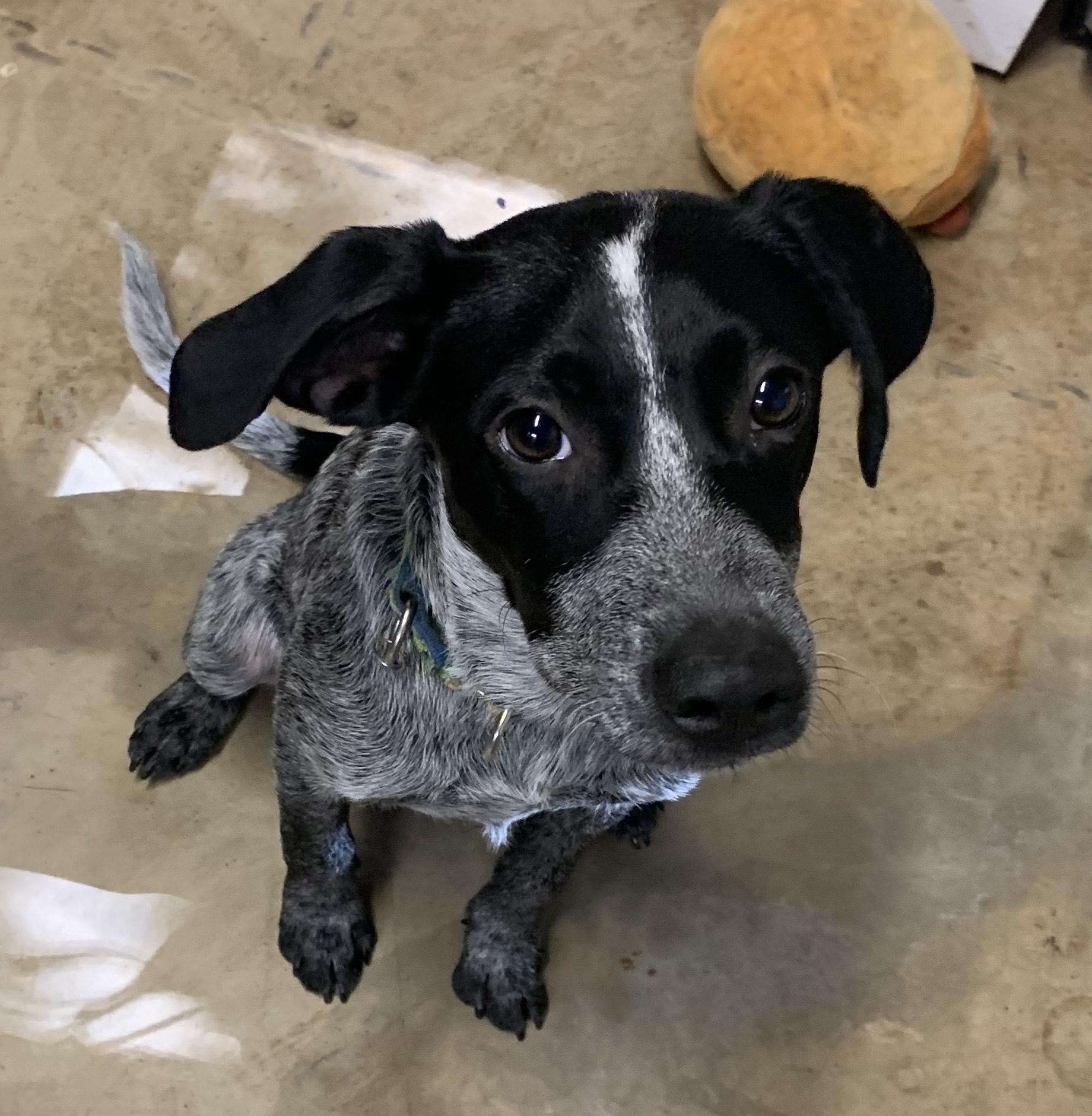 Enoch, Adoptable, Puppy Male Pointer.