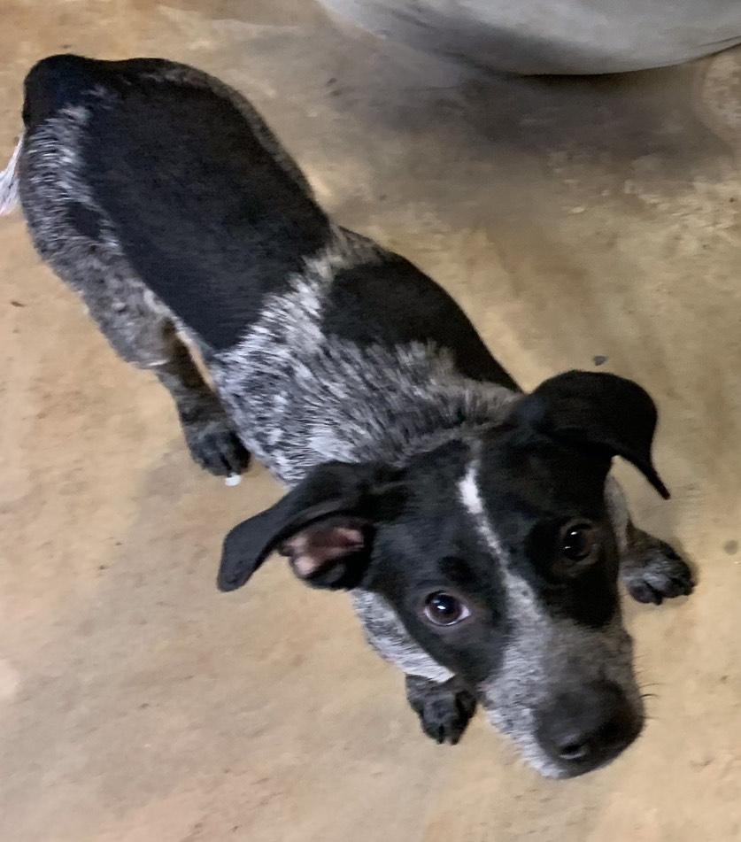 Enoch, a Adoptable mixed breed in Greeneville, TN image 2/2