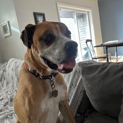 Enlarge Schmidty, an adopted Boxer in Middlesex, NJ image 5/6