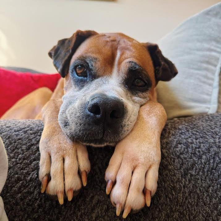 Enlarge Schmidty, an adopted Boxer in Middlesex, NJ image 4/6