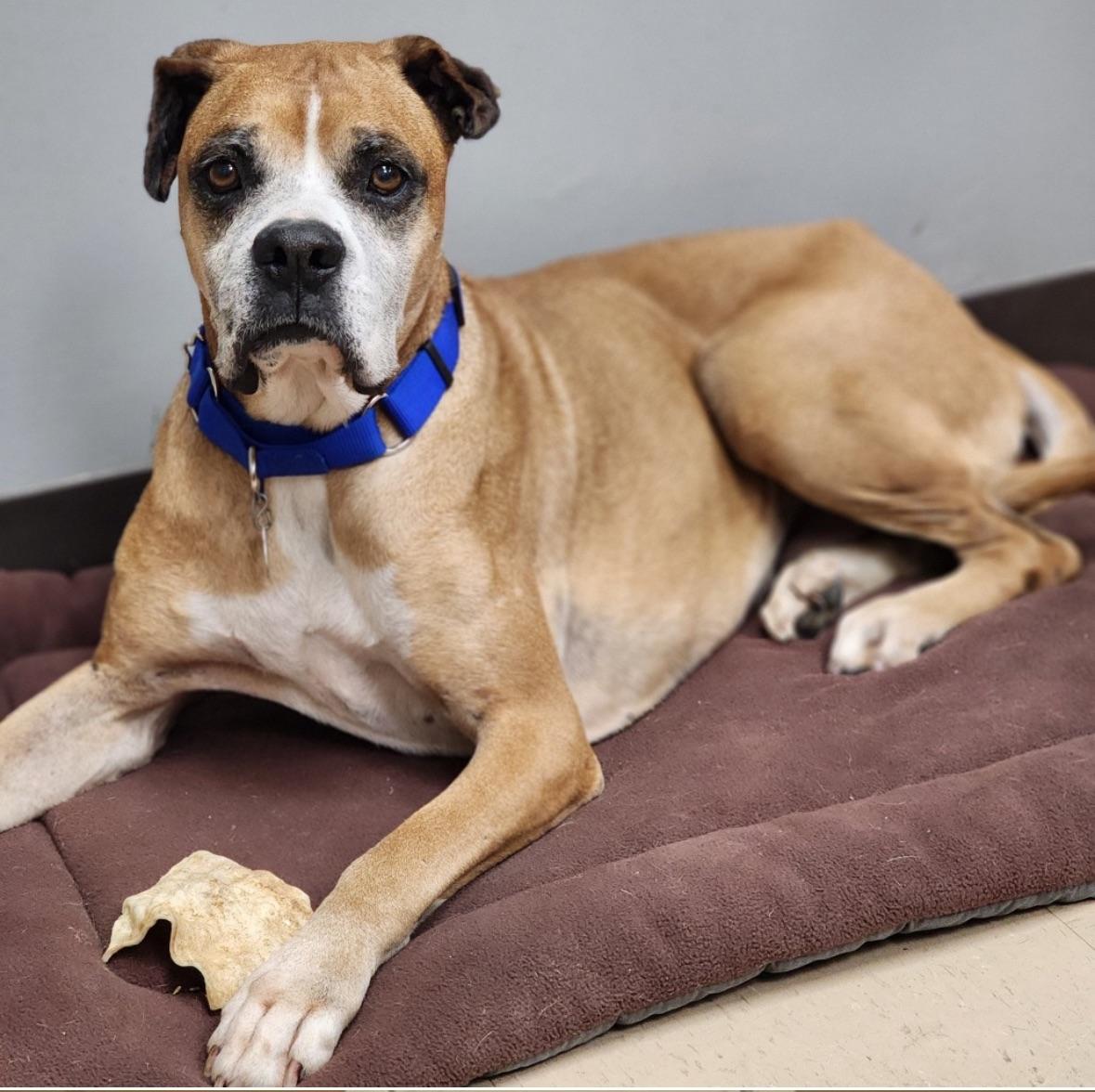 Enlarge Schmidty, an adopted Boxer in Middlesex, NJ image 6/6