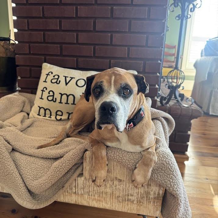 Enlarge Schmidty, an adopted Boxer in Middlesex, NJ image 2/6