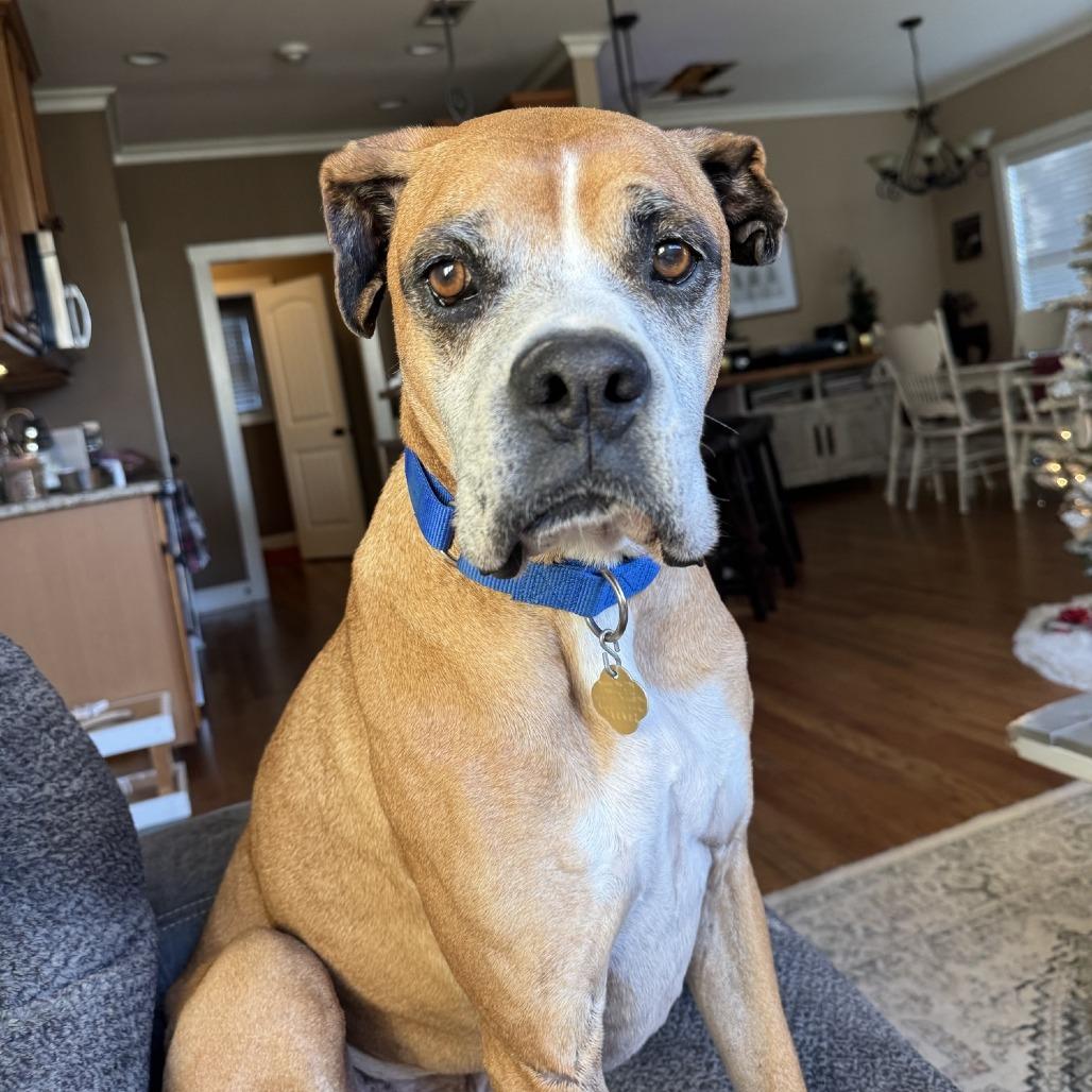 Enlarge Schmidty, an adopted Boxer in Middlesex, NJ image 1/6