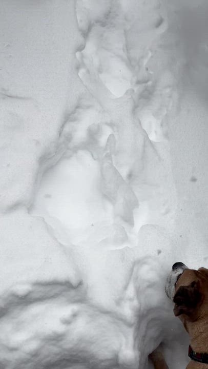 Enlarge Schmidty, an adopted Boxer in Middlesex, NJ video 3/6