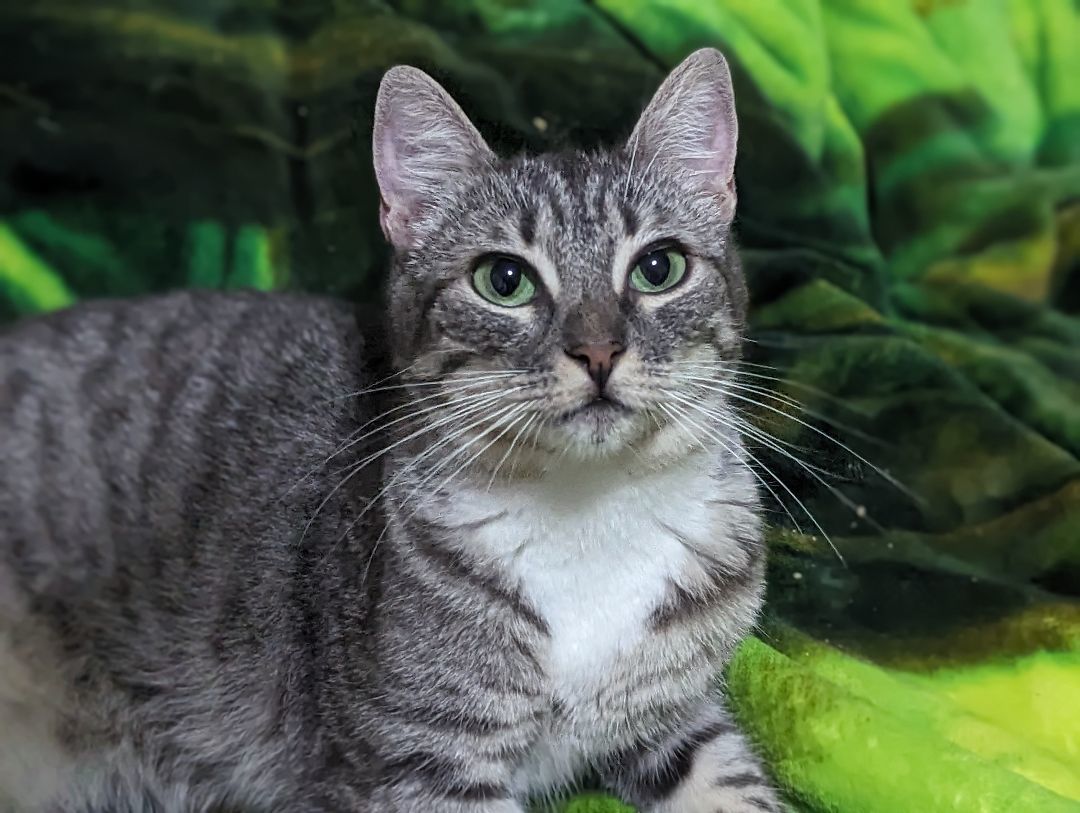 Minnie, Adoptable, Young Female Manx.