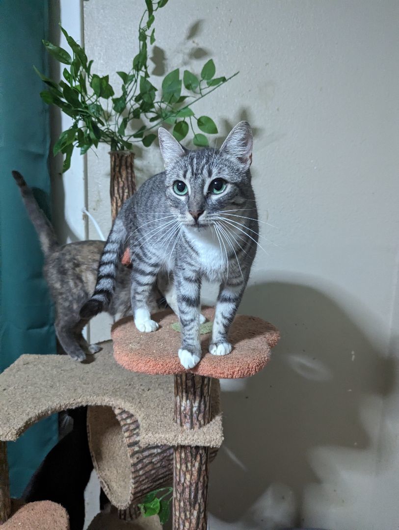 Minnie, a Adoptable Manx in Long Beach, CA image 2/2