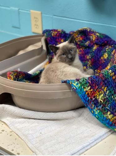 Latte, an adoptable Domestic Short Hair in Steamboat Springs, CO, 80477 | Photo Image 1
