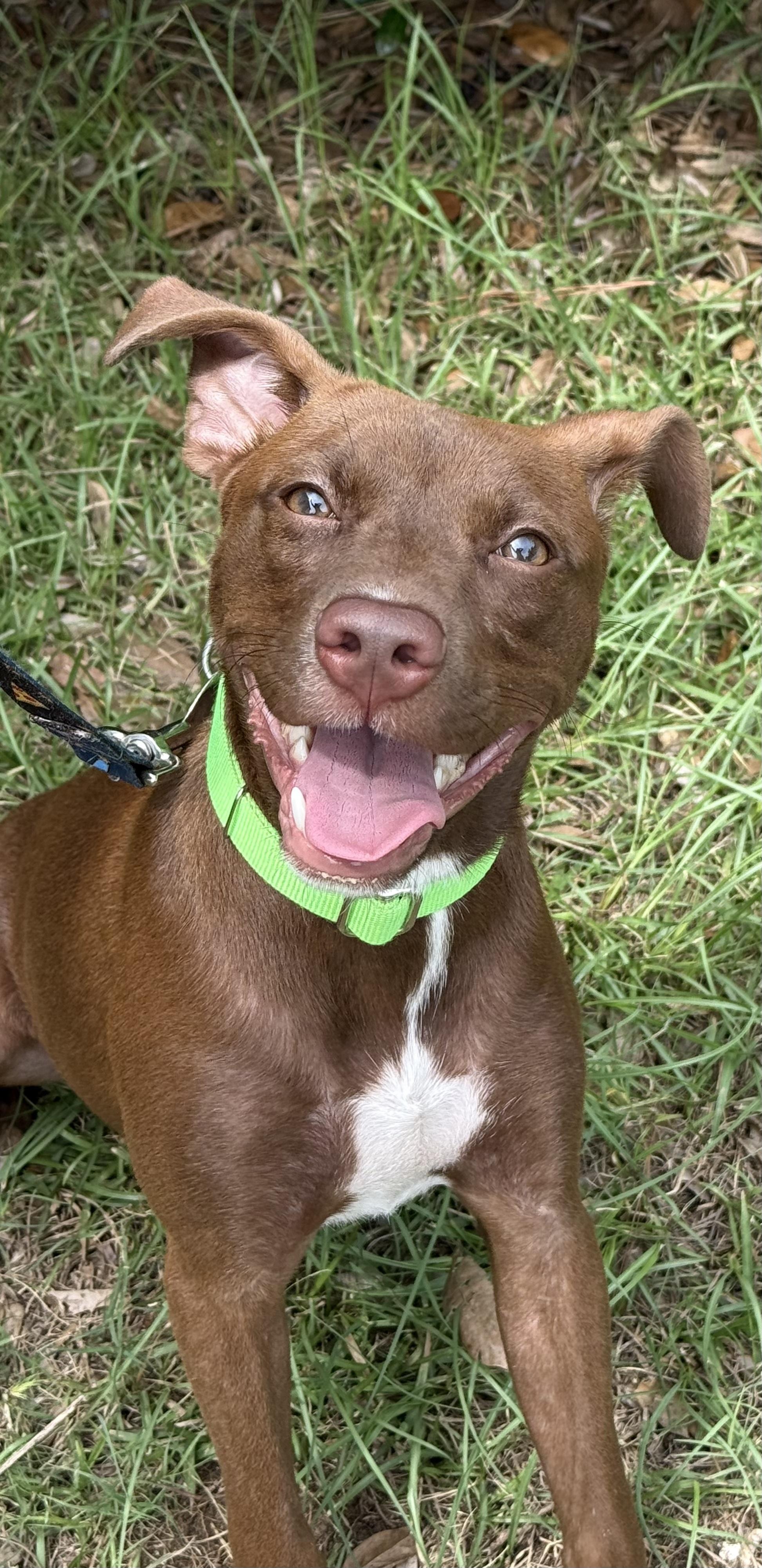 Enlarge Ginny, an adopted mixed breed in Pawleys Island, SC image 2/2