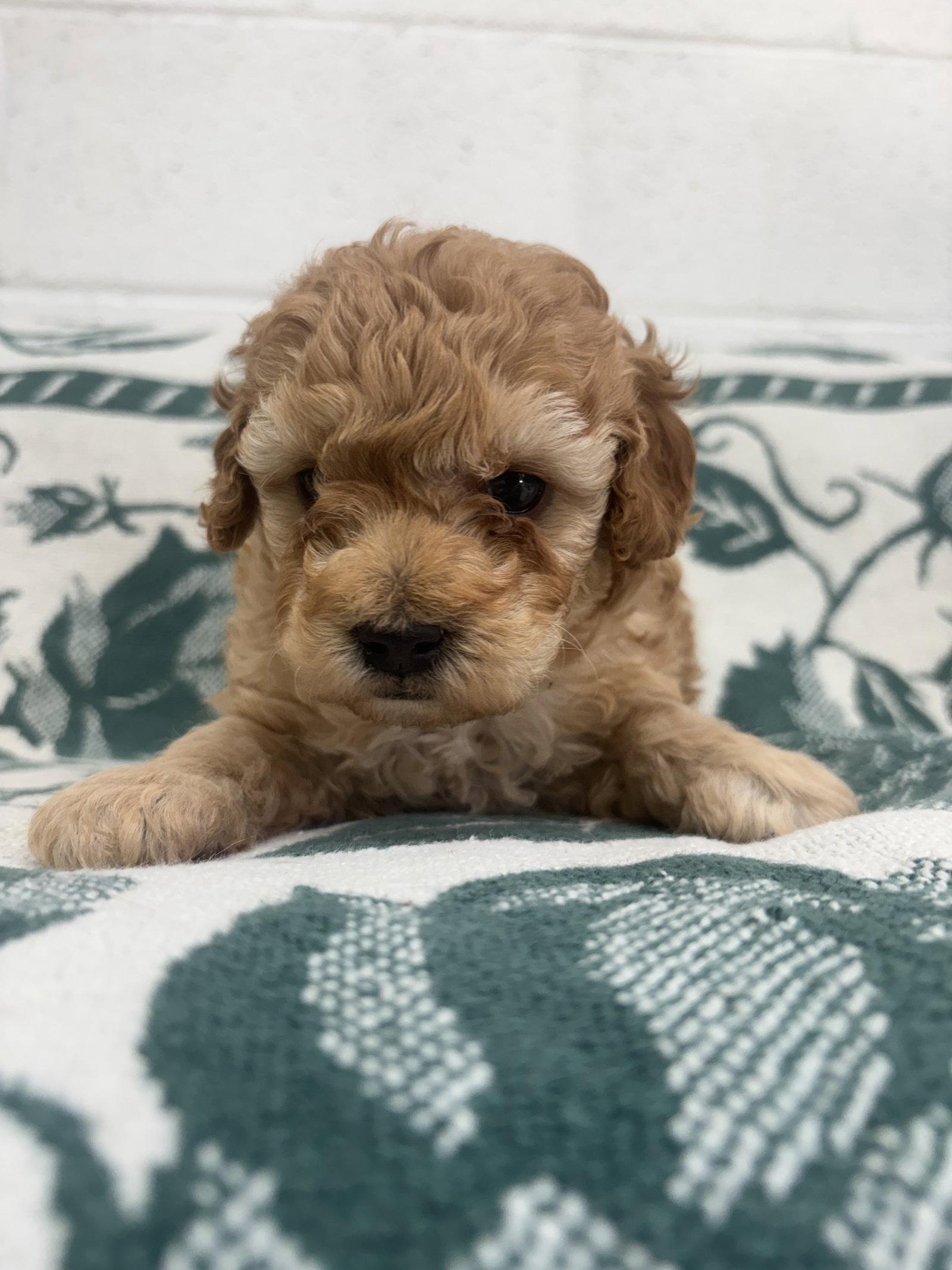 Enlarge Kiwi, a Adoptable Poodle in York, SC image 1/3