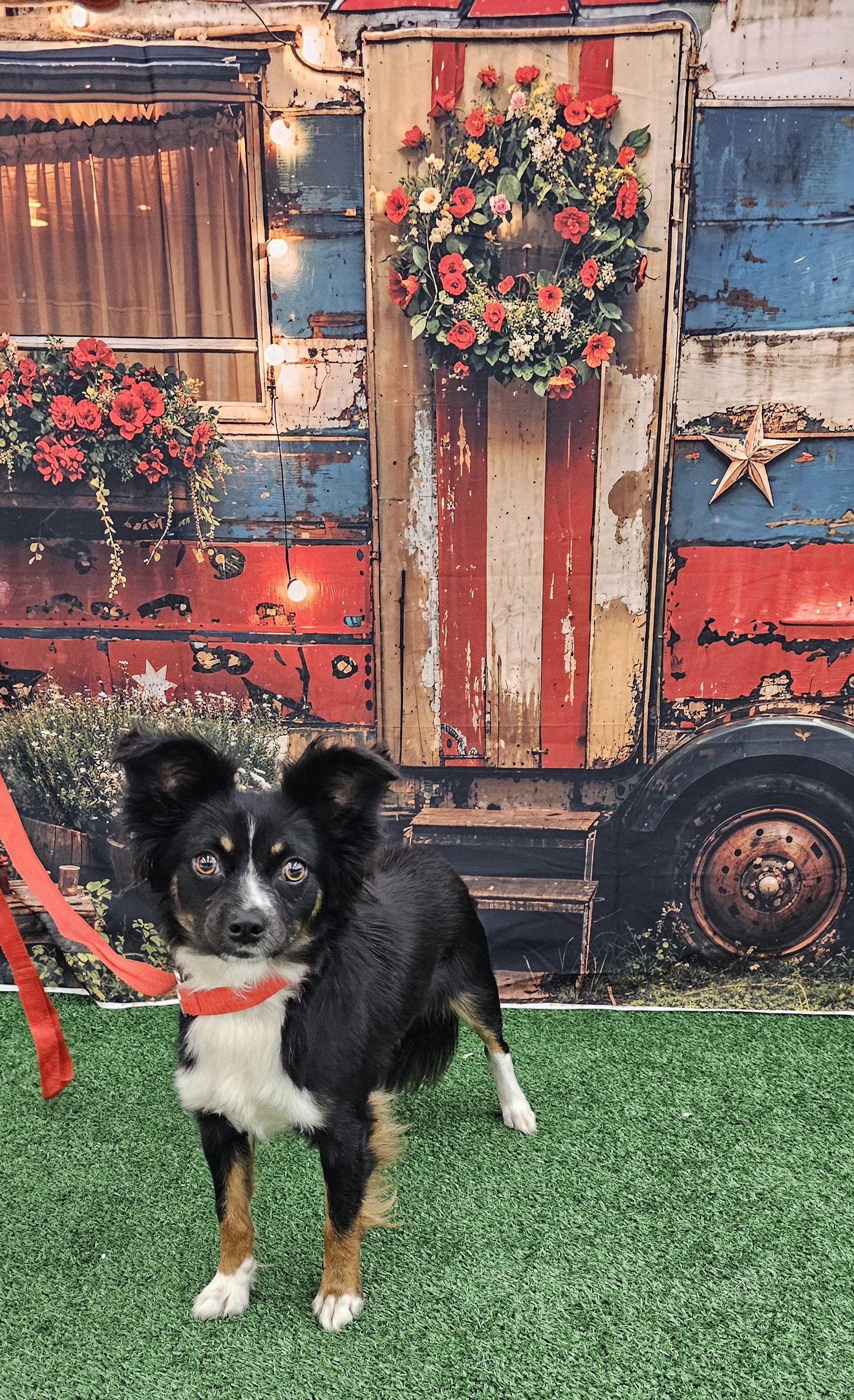 Dumbo, an adopted mixed breed in Columbia, MO image 6/6