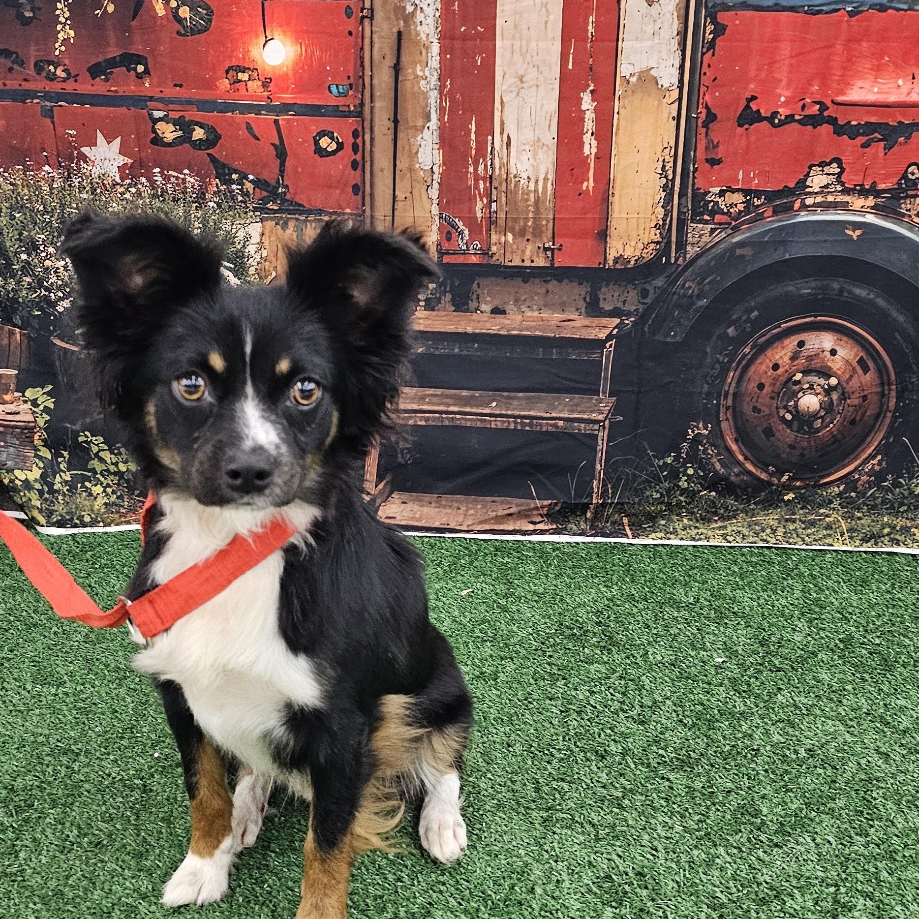 Dumbo, an adopted mixed breed in Columbia, MO image 3/6