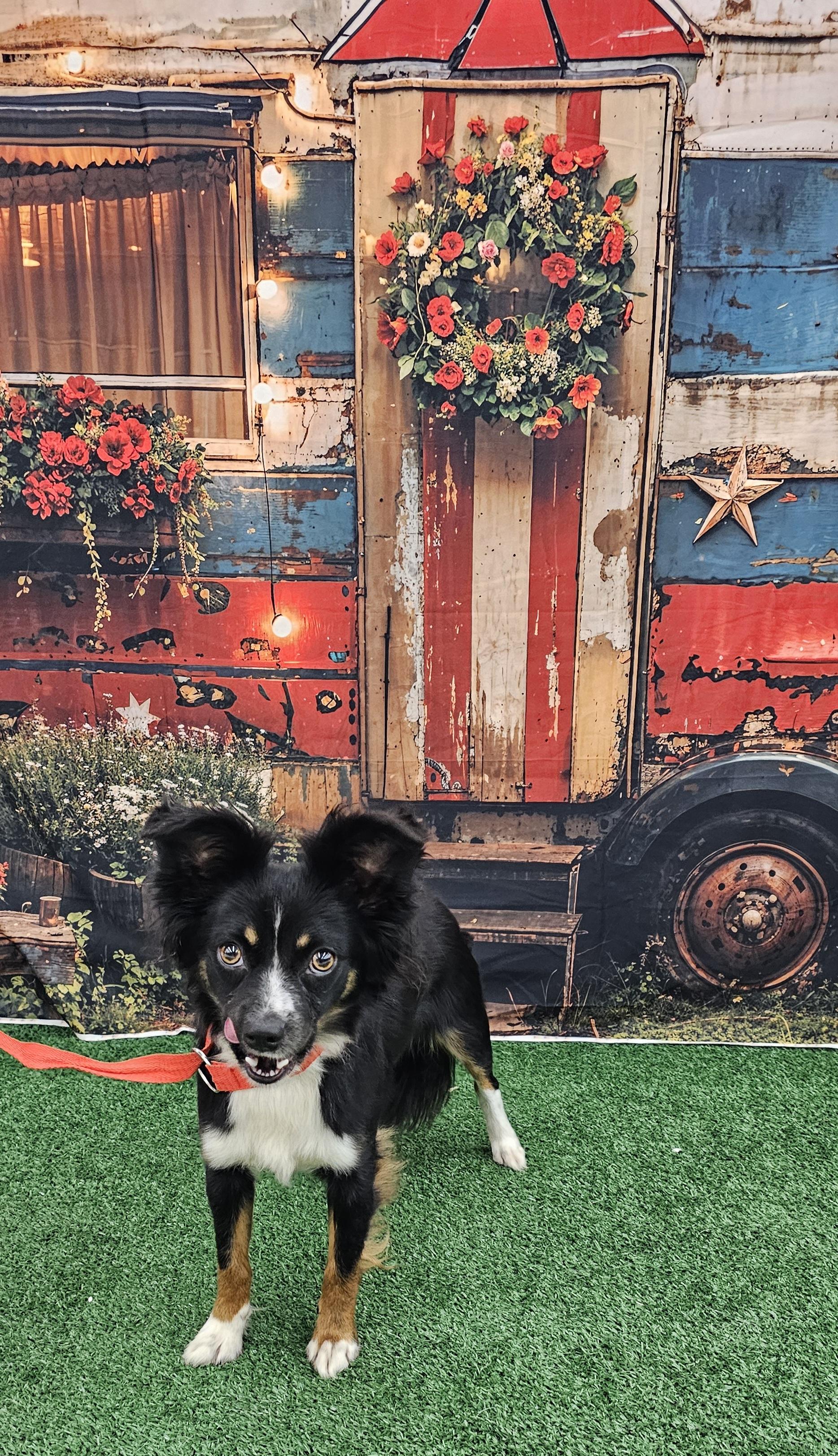 Dumbo, an adopted mixed breed in Columbia, MO image 2/6