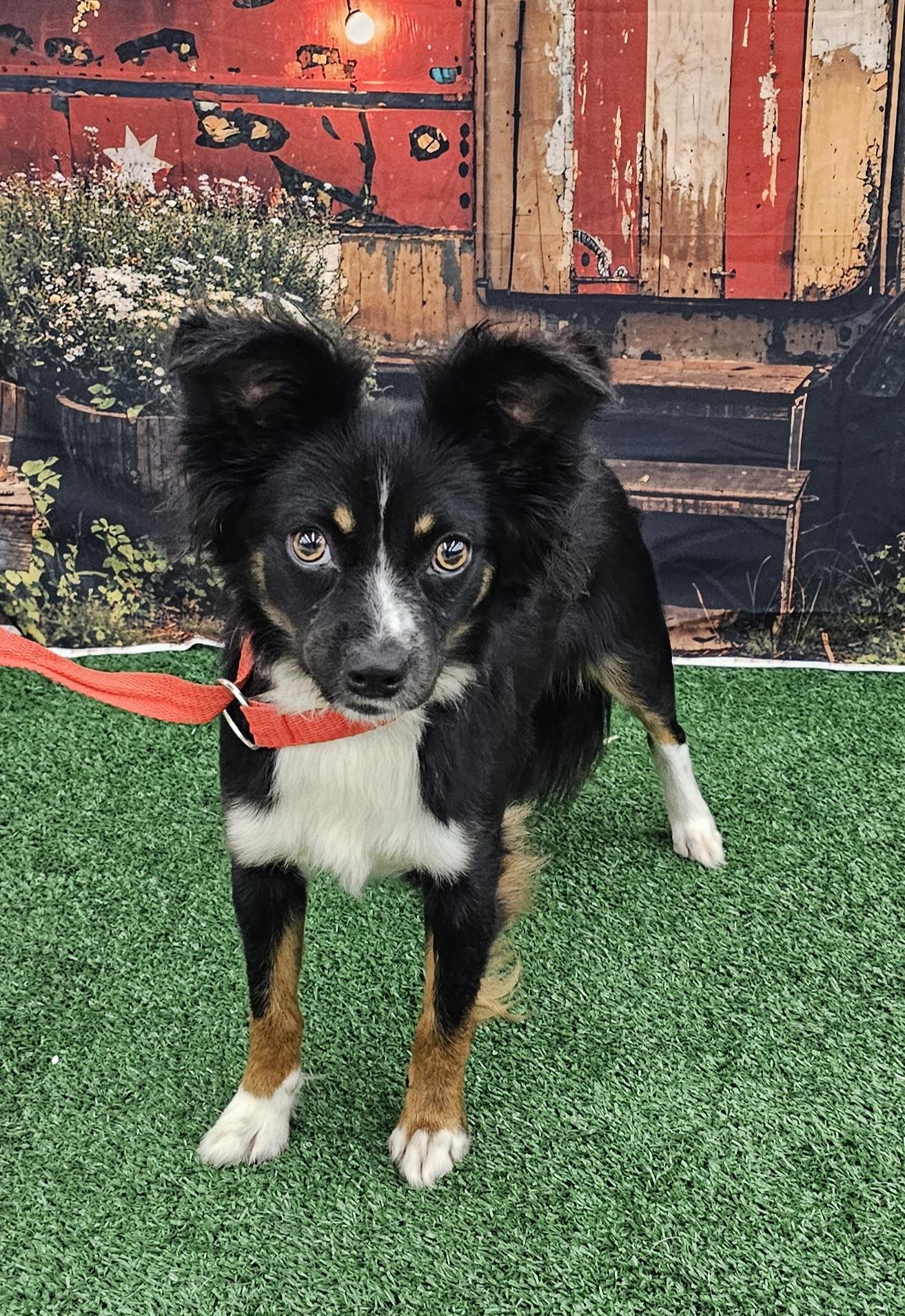 Dumbo, adopted, Young Male Fox Terrier & Australian Shepherd.