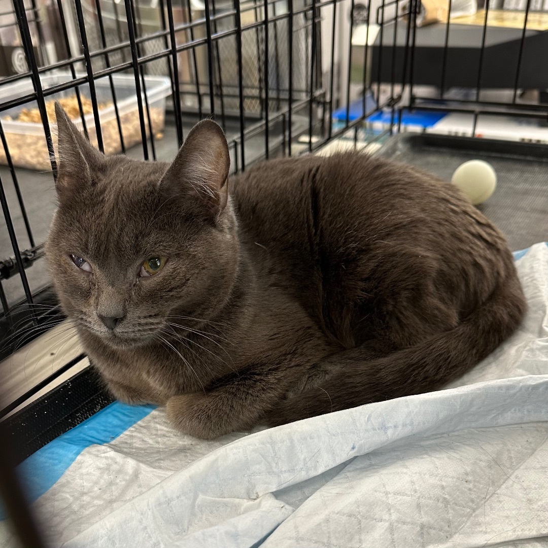 Enlarge Chris Lilac, a Adoptable mixed breed in Pittstown, NJ image 8/8