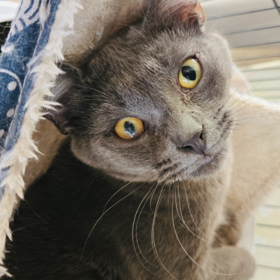 Enlarge Chris Lilac, a Adoptable mixed breed in Pittstown, NJ image 7/8