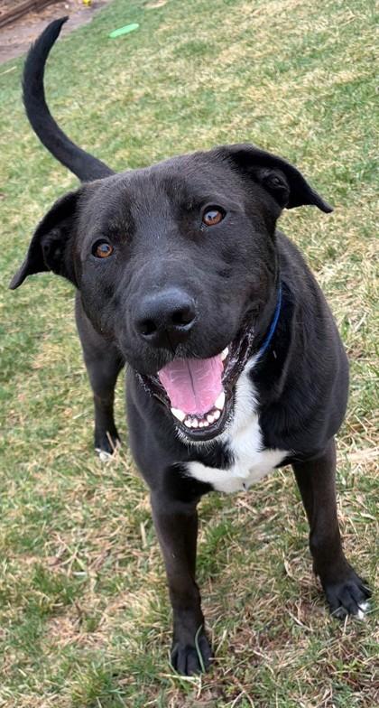 Aero, Adoptable, Adult Male Labrador Retriever & Mixed Breed.