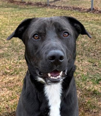 Enlarge Aero, a Adoptable mixed breed in Baraboo, WI image 2/3