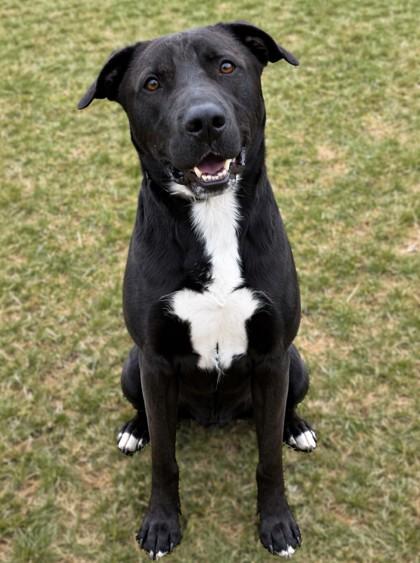 Enlarge Aero, a Adoptable mixed breed in Baraboo, WI image 3/3