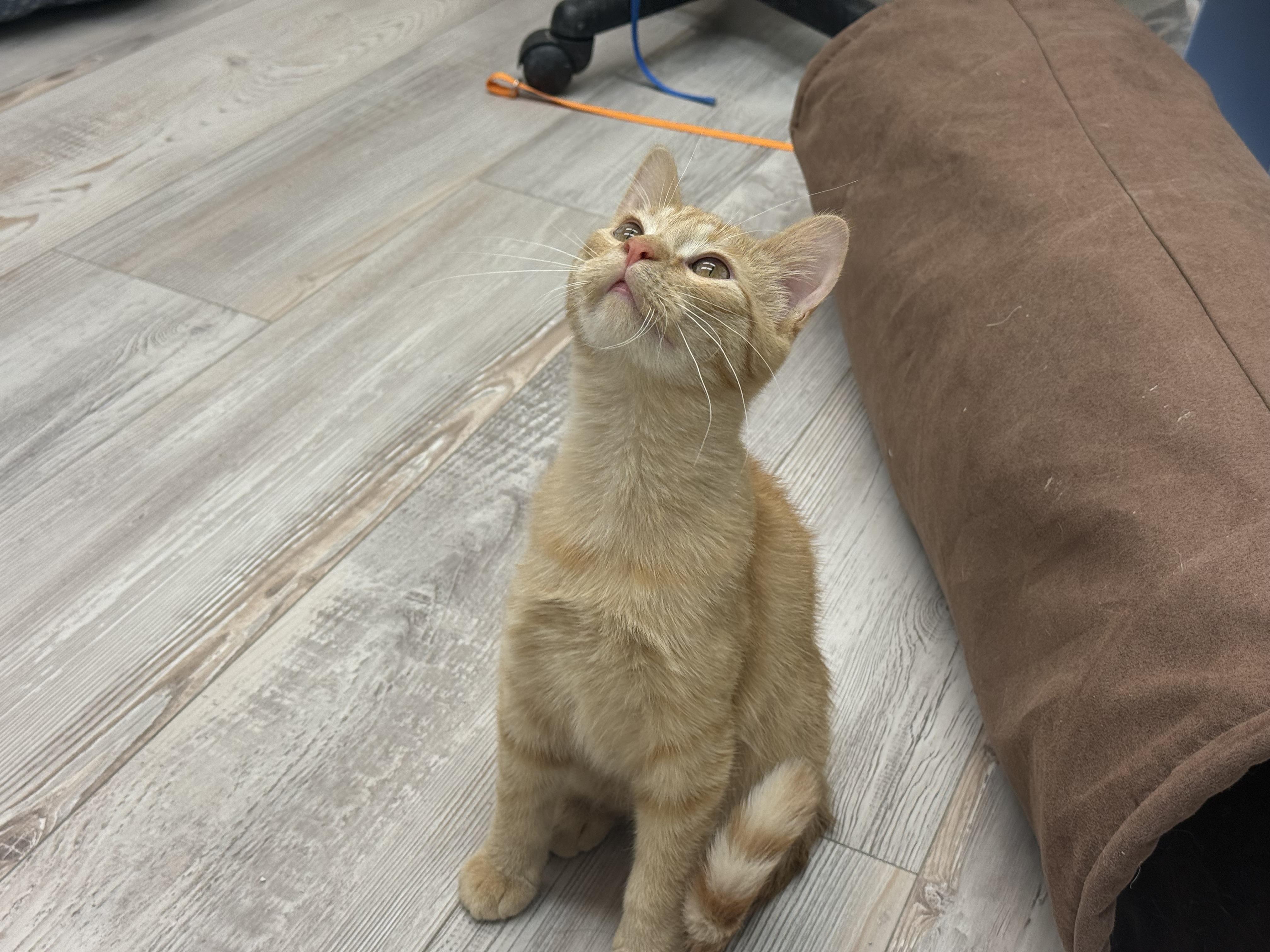 Enlarge Alvin, an adoptable Domestic Short Hair in Madison, WI image 5/5