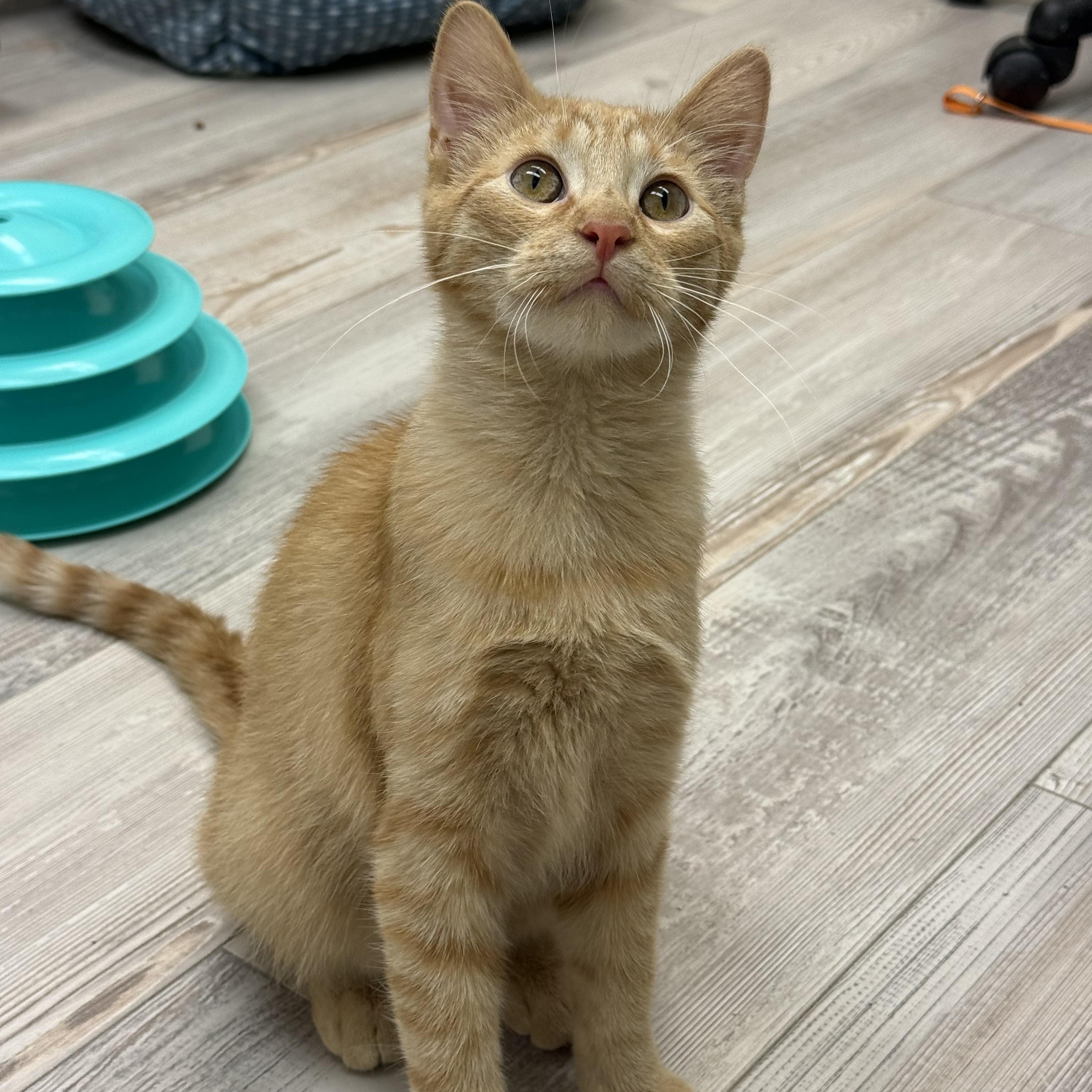 Enlarge Alvin, an adoptable Domestic Short Hair in Madison, WI image 2/5