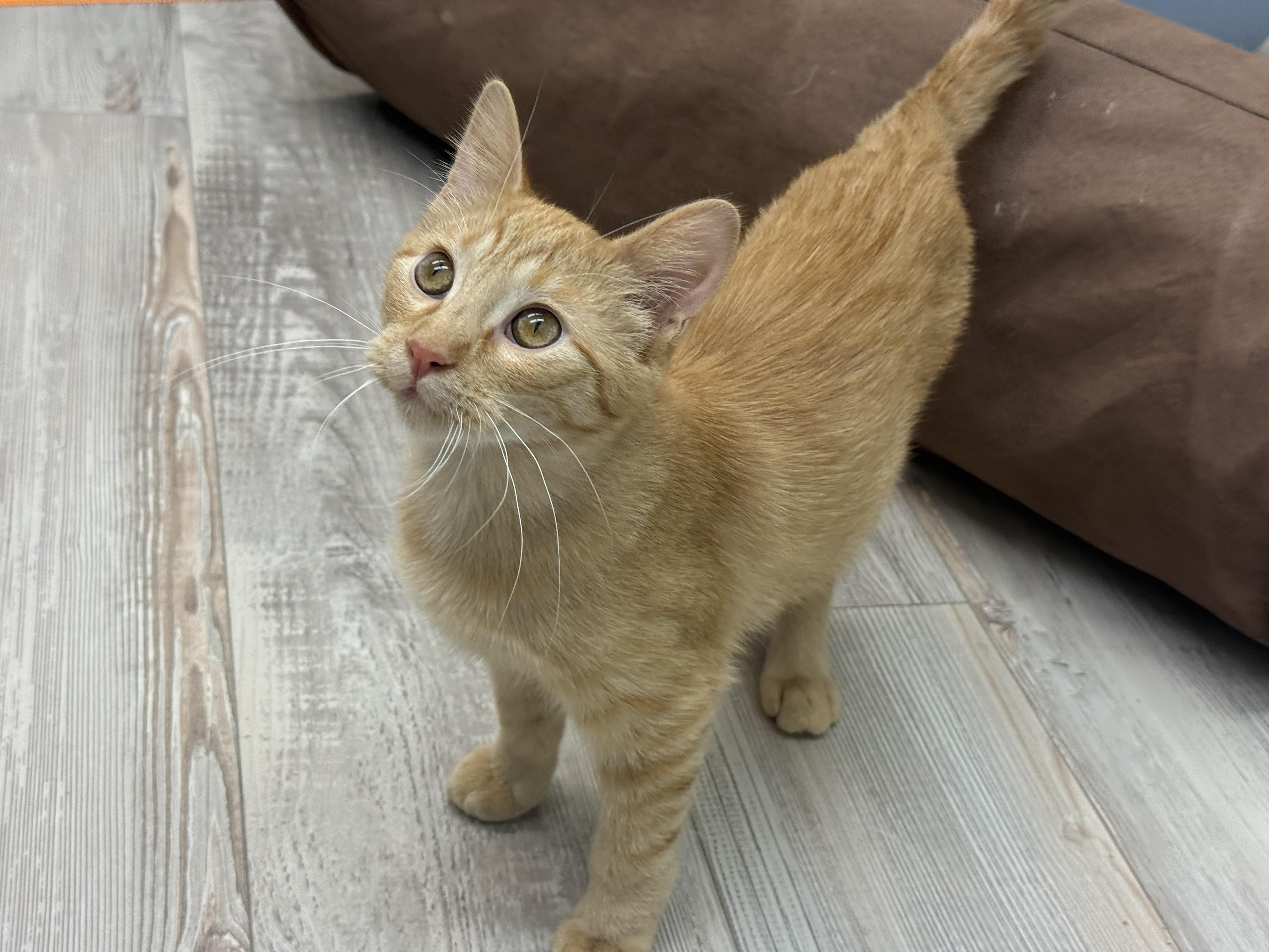 Enlarge Alvin, an adoptable Domestic Short Hair in Madison, WI image 4/5