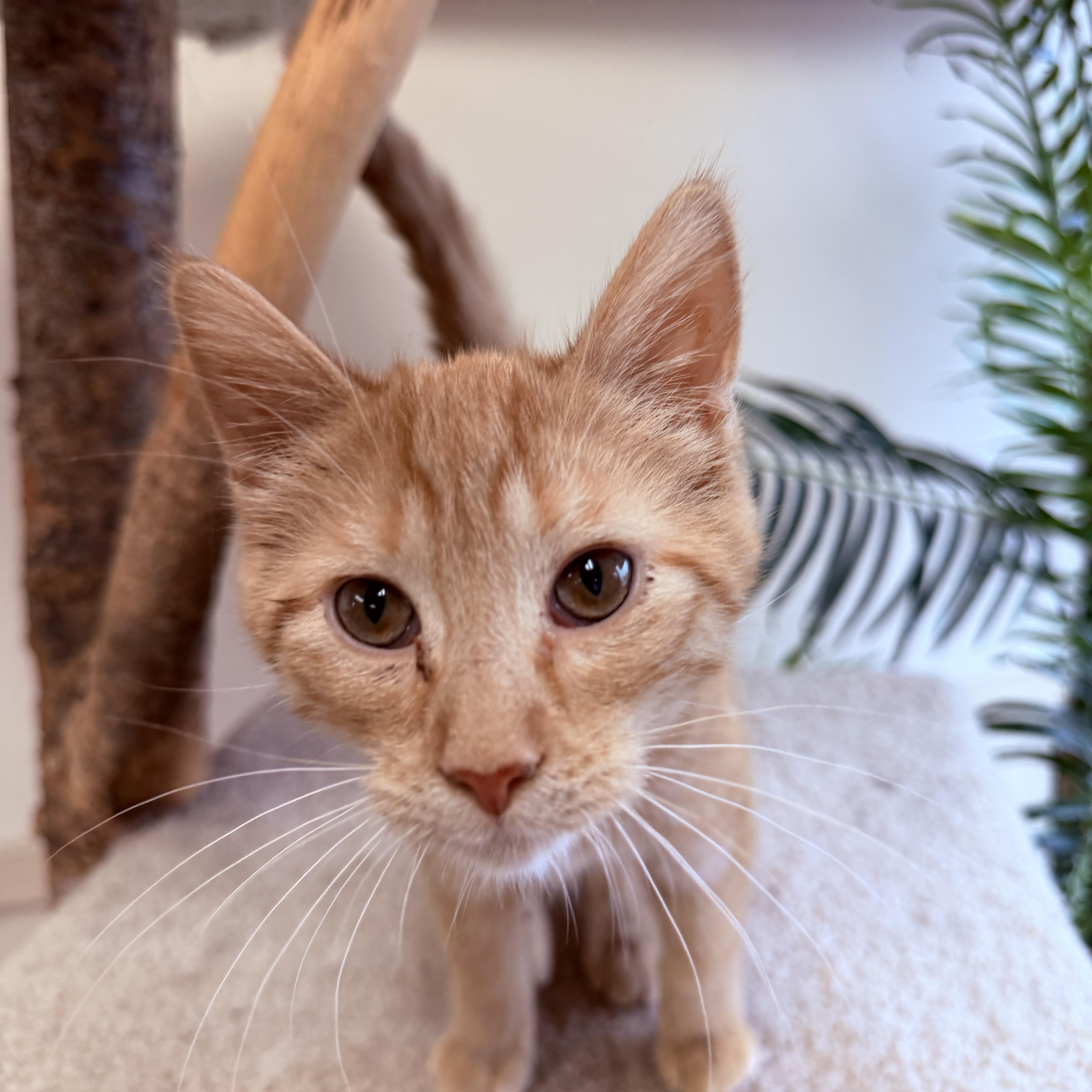 Enlarge Alvin, a hold Domestic Short Hair in Madison, WI image 2/4