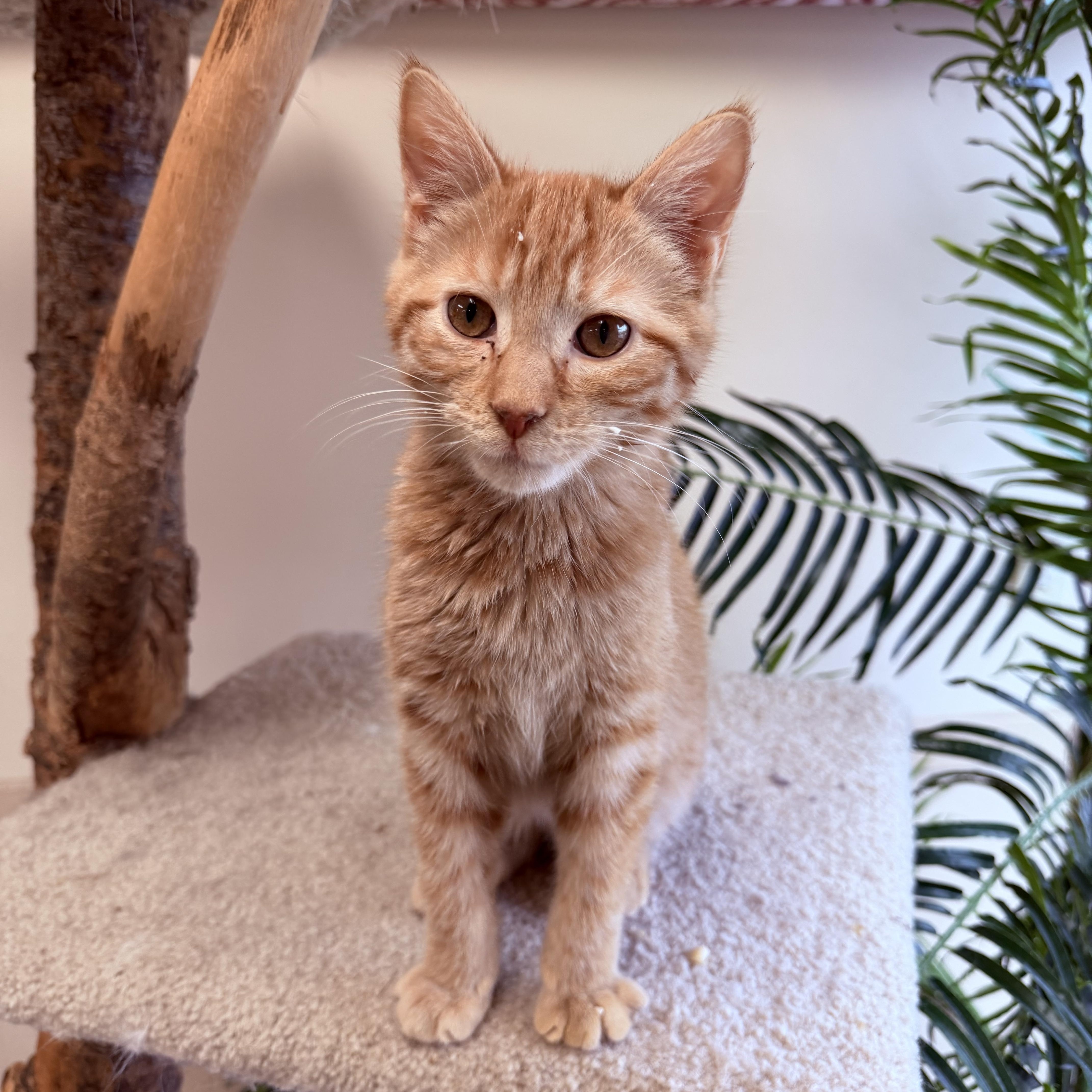 Alvin, Adoptable, Kitten Male Domestic Short Hair.