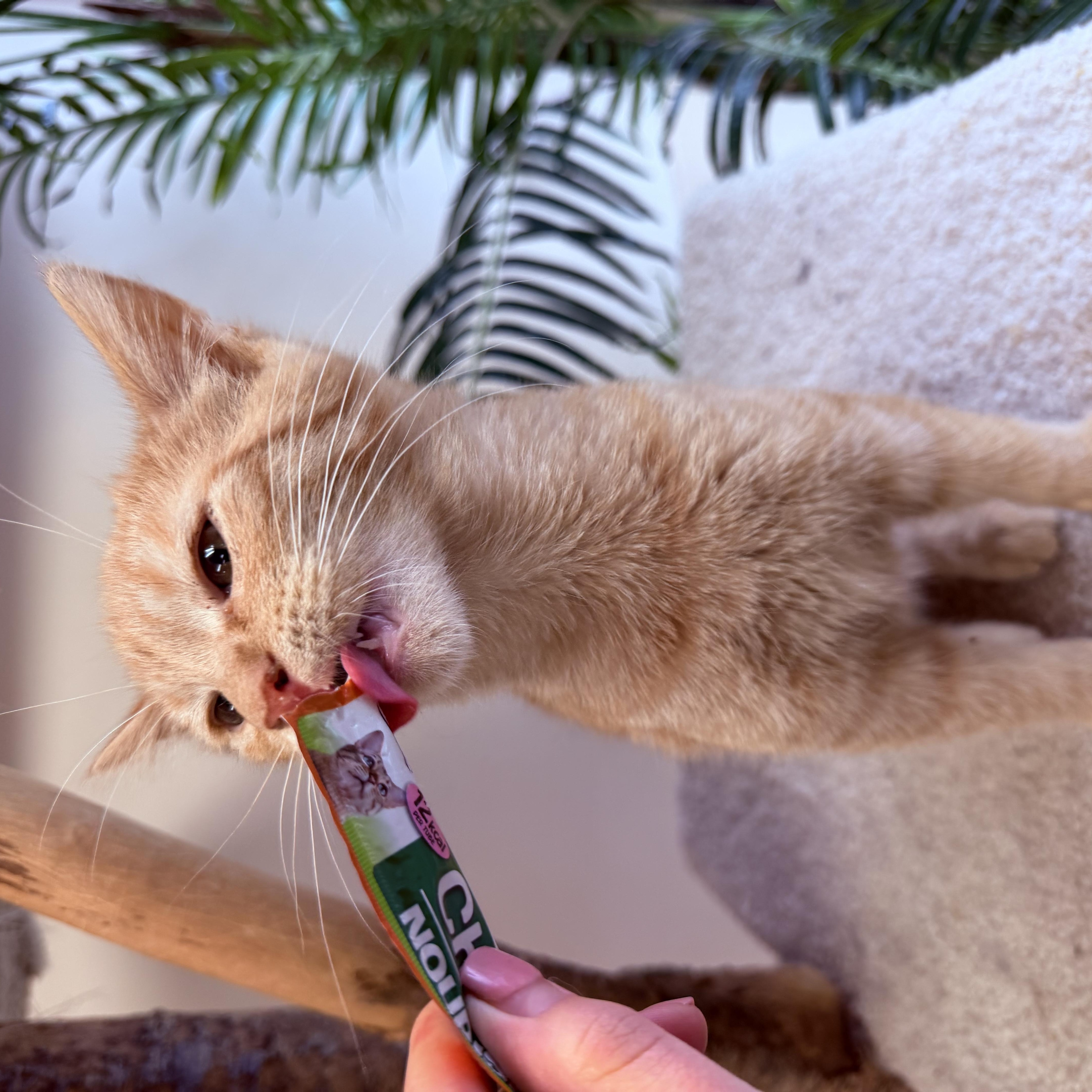 Enlarge Alvin, a hold Domestic Short Hair in Madison, WI image 4/4