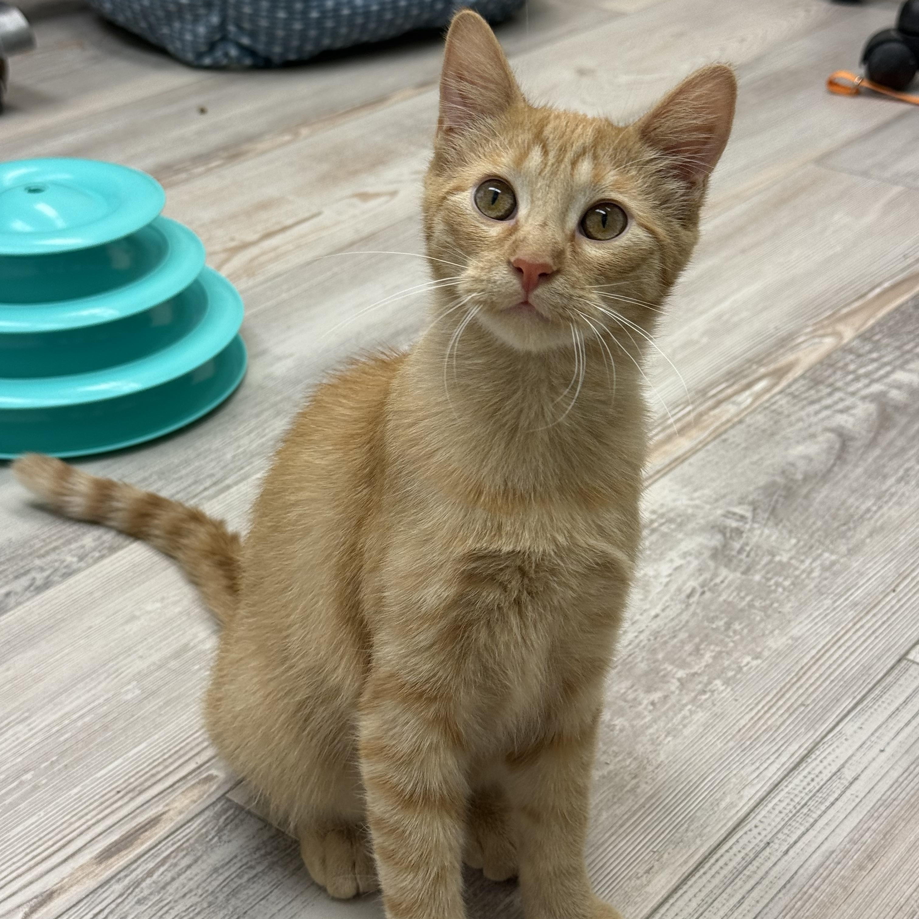 Alvin, adoptable, Young Male Domestic Short Hair.