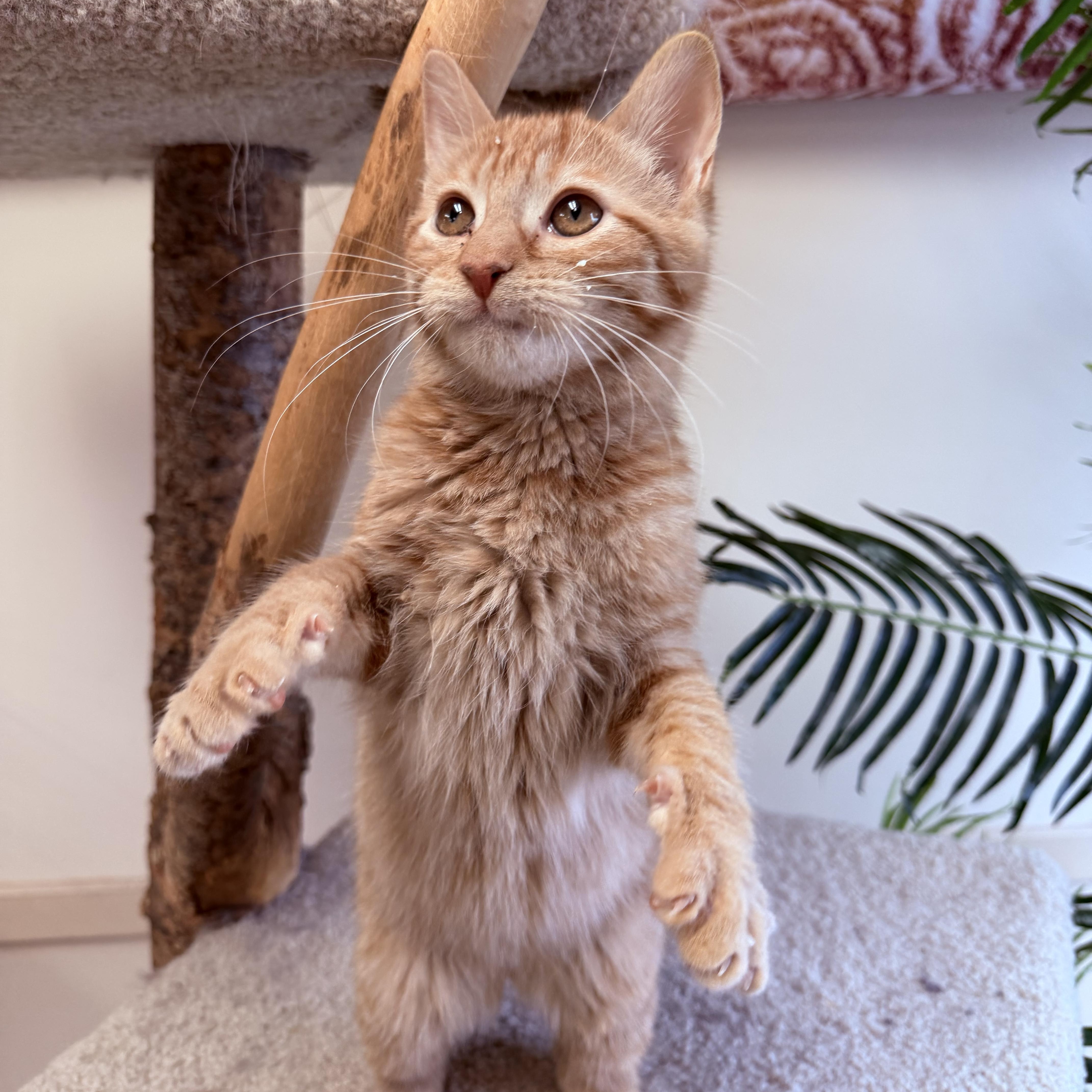 Enlarge Alvin, a hold Domestic Short Hair in Madison, WI image 3/4