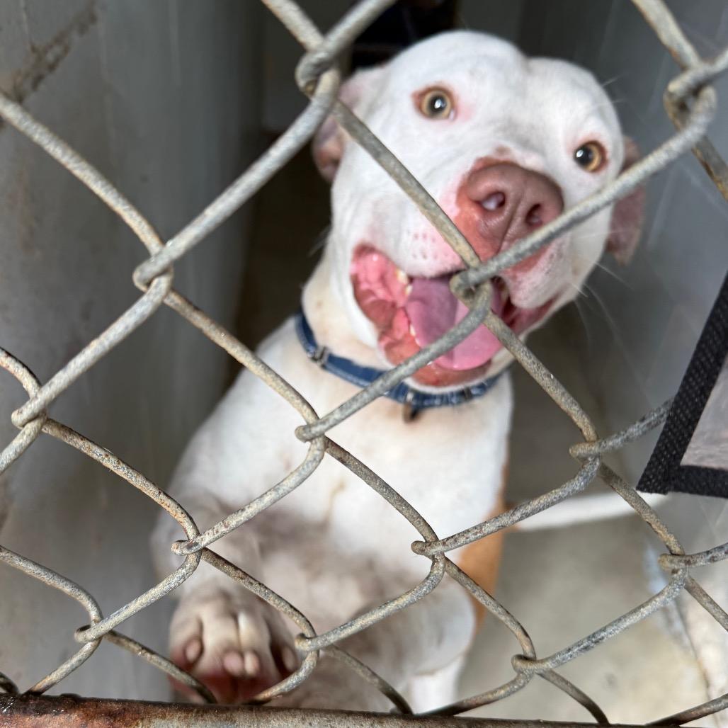 Enlarge Leon, a Adoptable Mixed Breed in Summerville, SC image 1/4