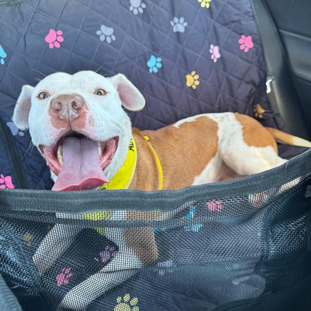 Leon, Adoptable, Adult Male Mixed Breed.