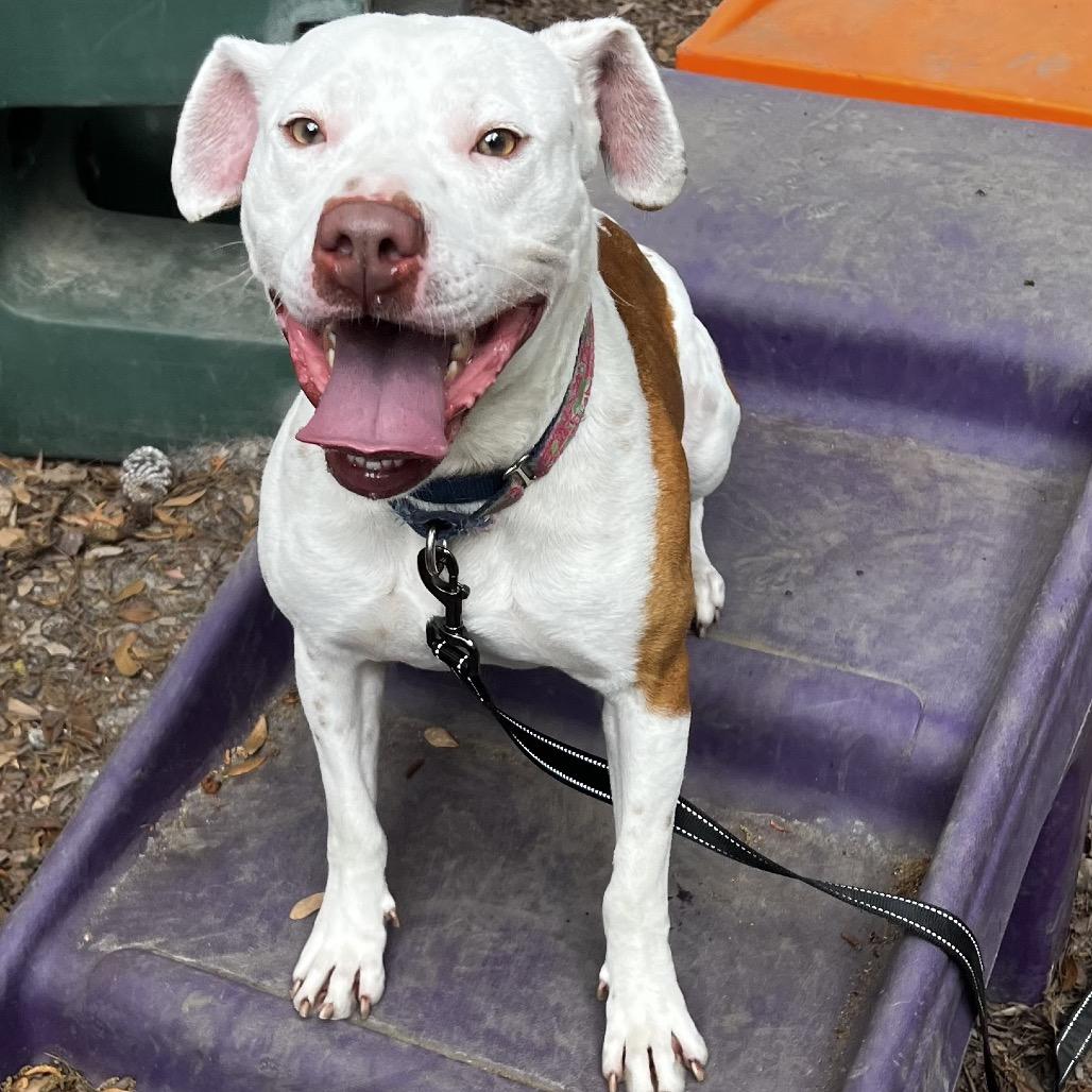 Enlarge Leon, a Adoptable Mixed Breed in Summerville, SC image 2/6