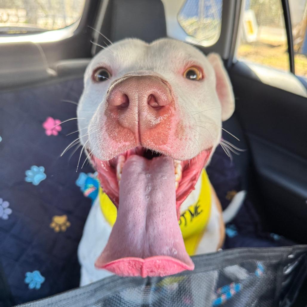 Enlarge Leon, a Adoptable Mixed Breed in Summerville, SC image 2/4