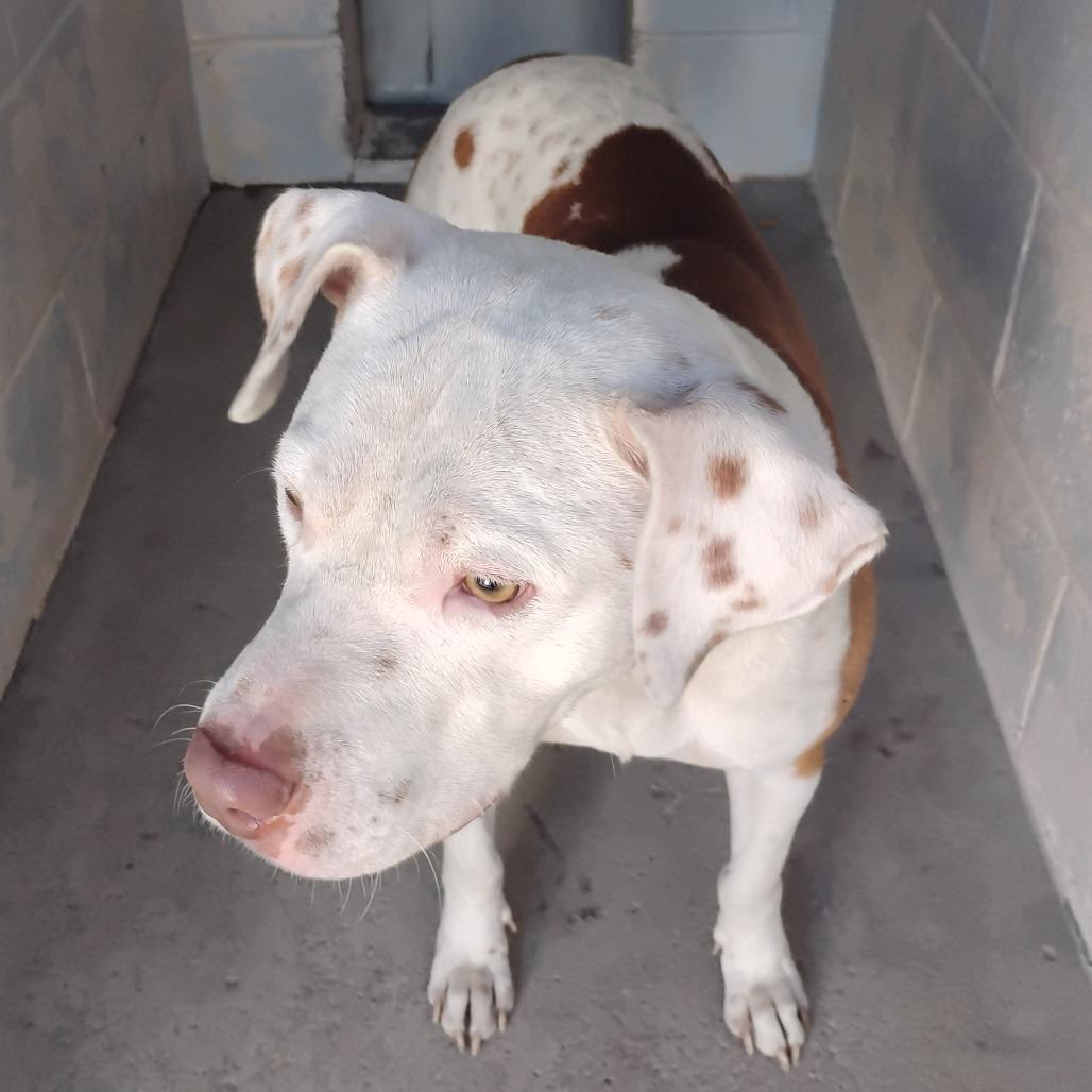 Enlarge Leon, a Adoptable Mixed Breed in Summerville, SC image 2/4