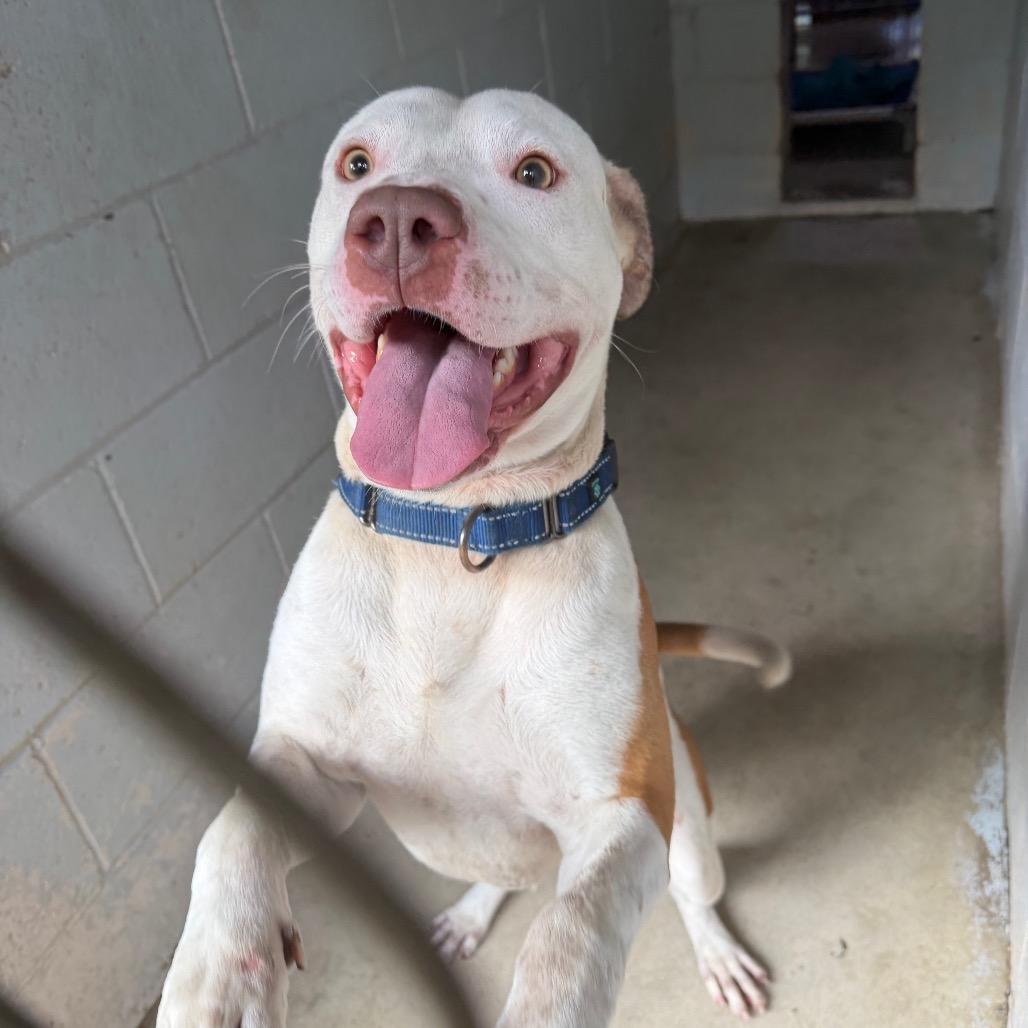 Enlarge Leon, a Adoptable Mixed Breed in Summerville, SC image 3/4