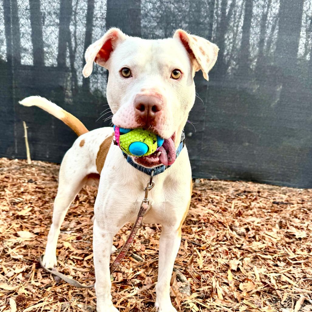 Enlarge Leon, a Adoptable Mixed Breed in Summerville, SC image 4/4