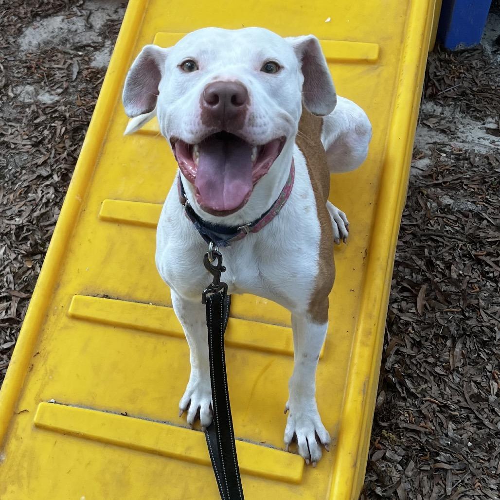 Enlarge Leon, a Adoptable Mixed Breed in Summerville, SC image 6/6