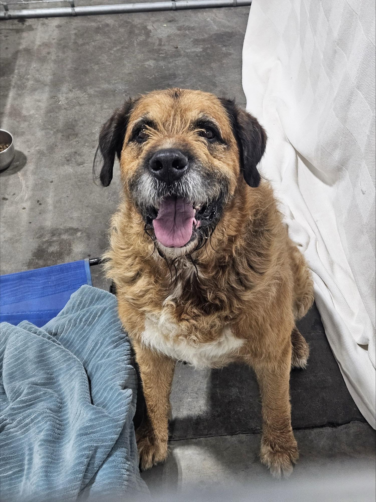 Enlarge Thor, an adopted mixed breed in Billings, MT image 2/2